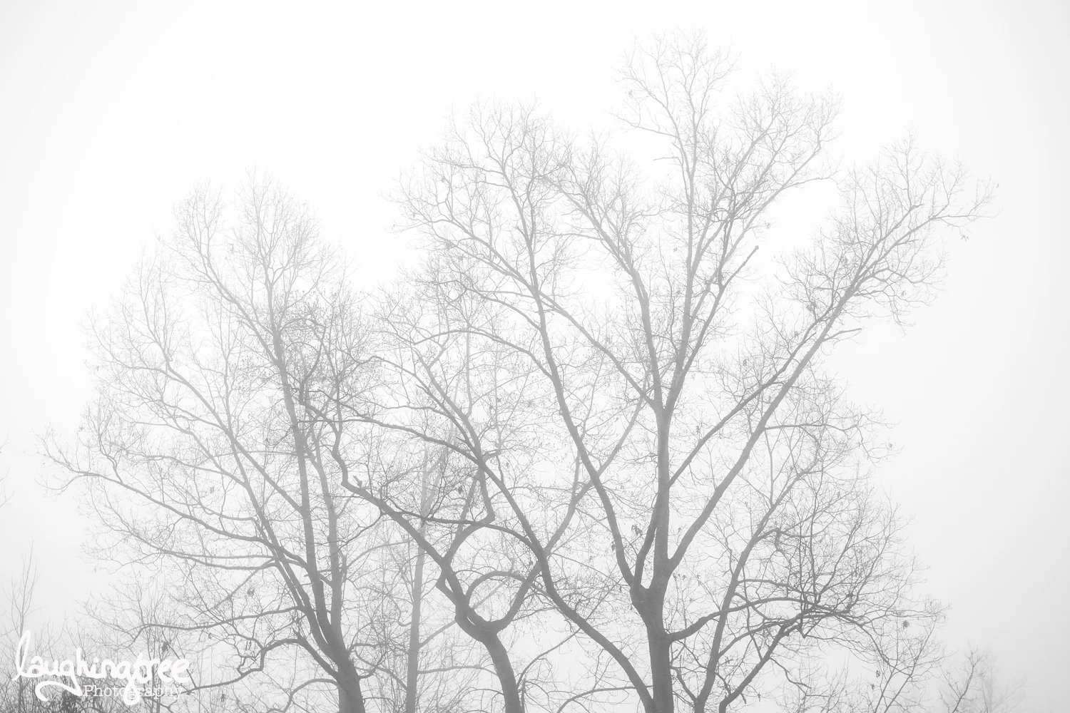 tree.jpg