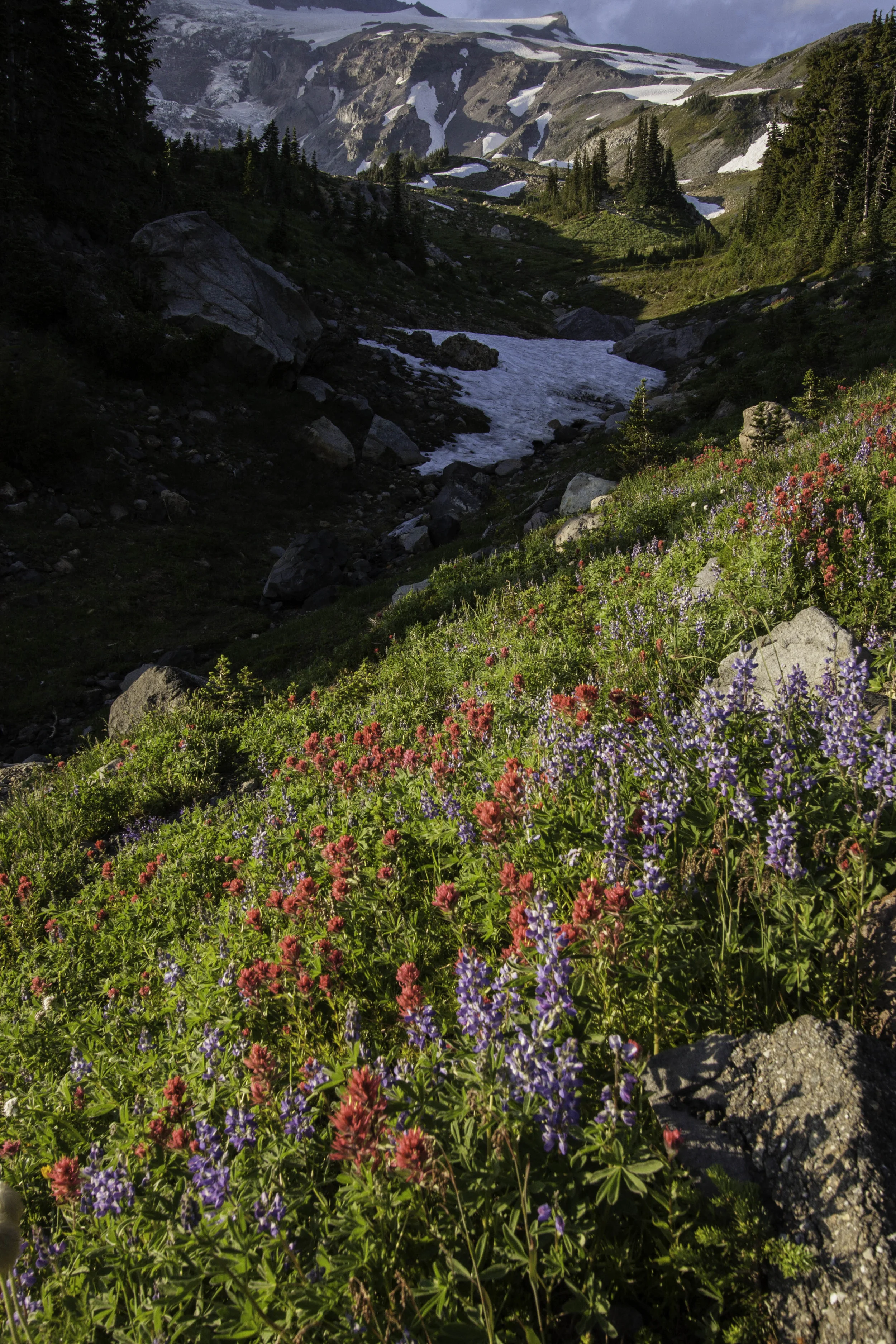 Rainier flowers
