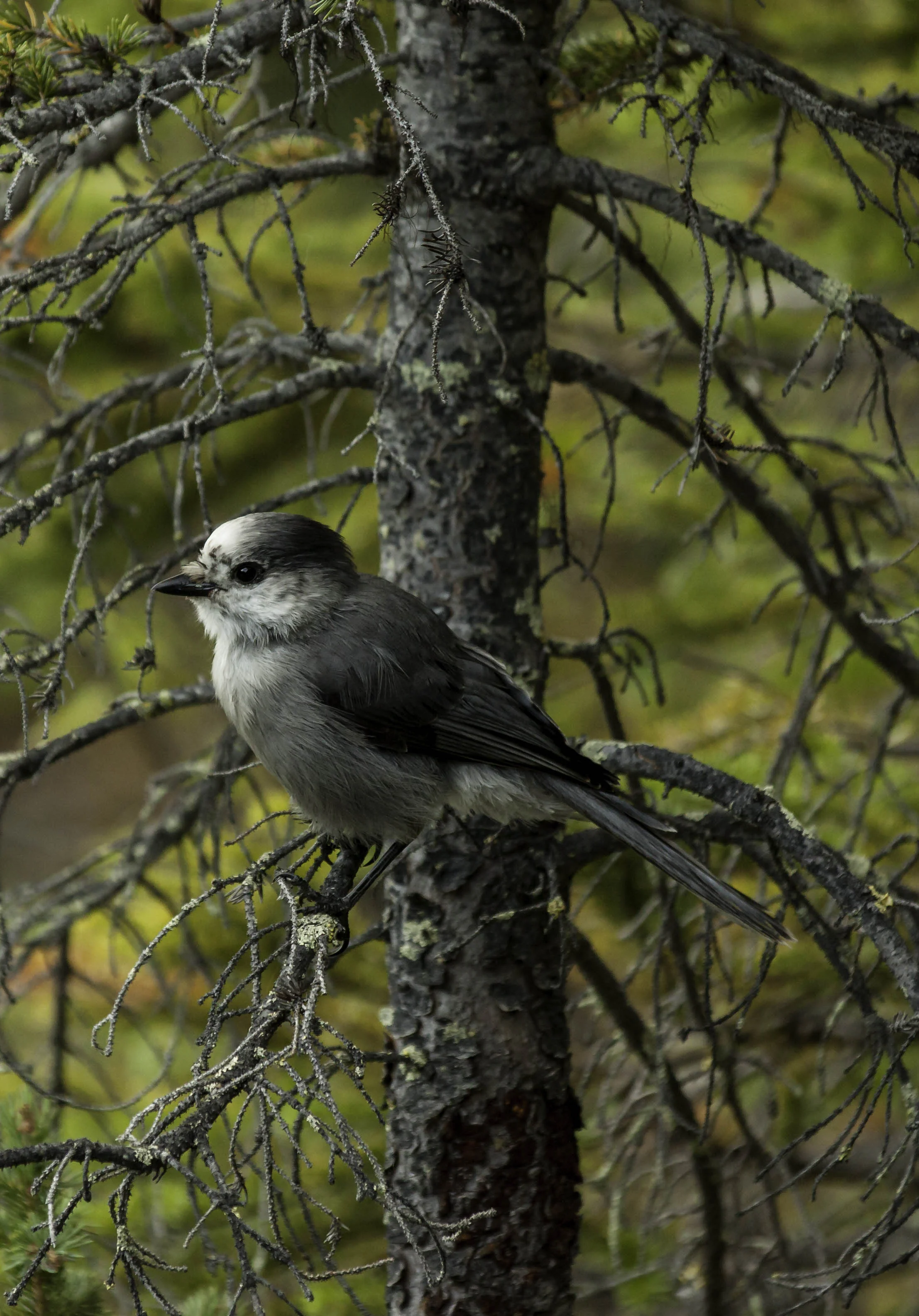 Gray Jay
