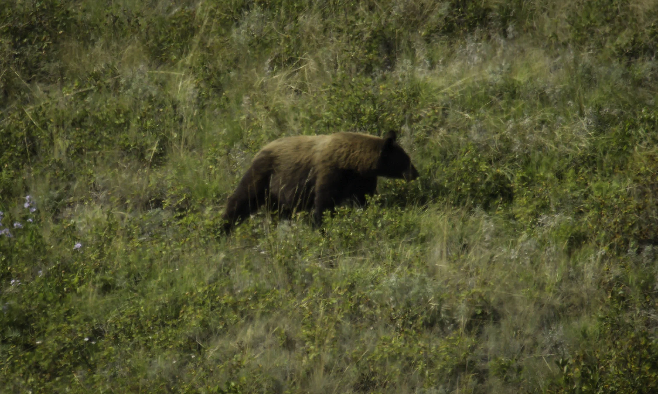 Maybe the word should be spelled "bearies" as these critters sure do vacume them up.