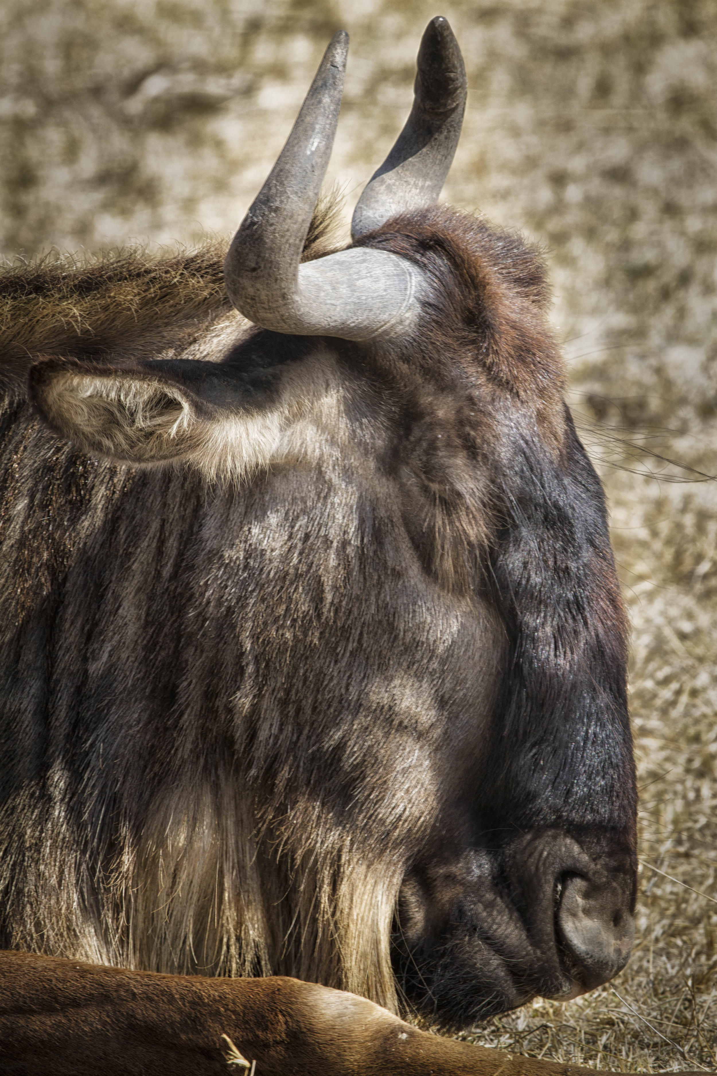 Nap for gnu