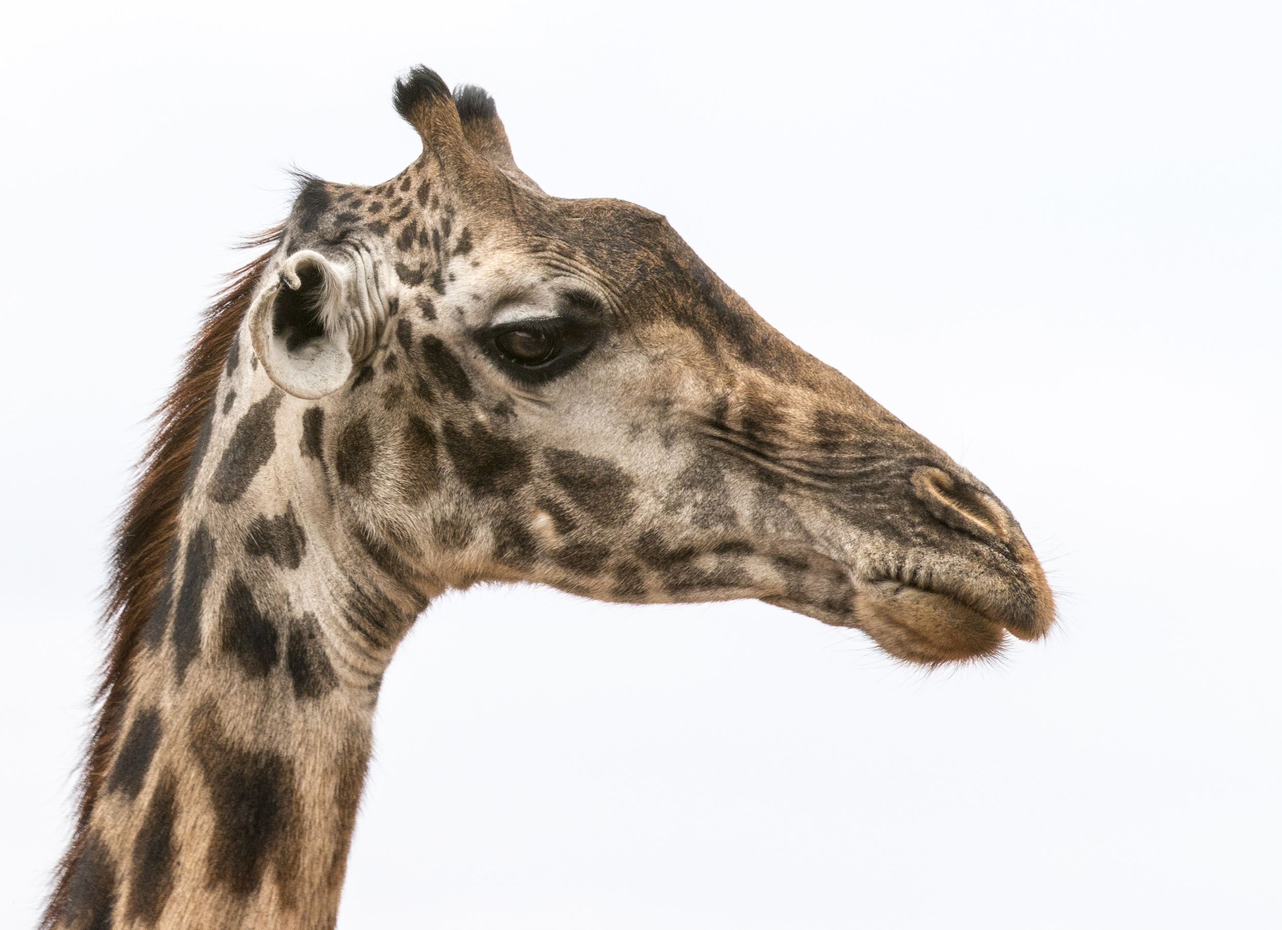Giraffe profile.jpg