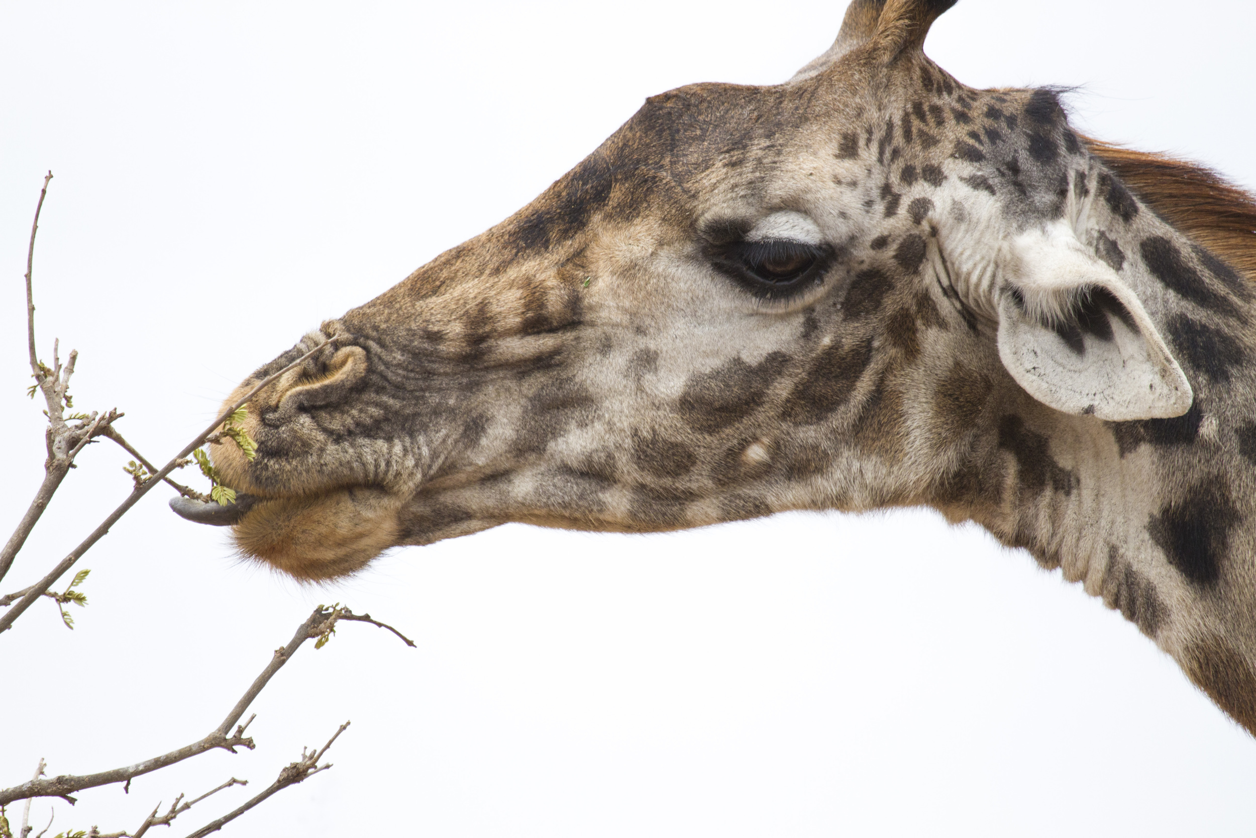 Giraffe eating.jpg