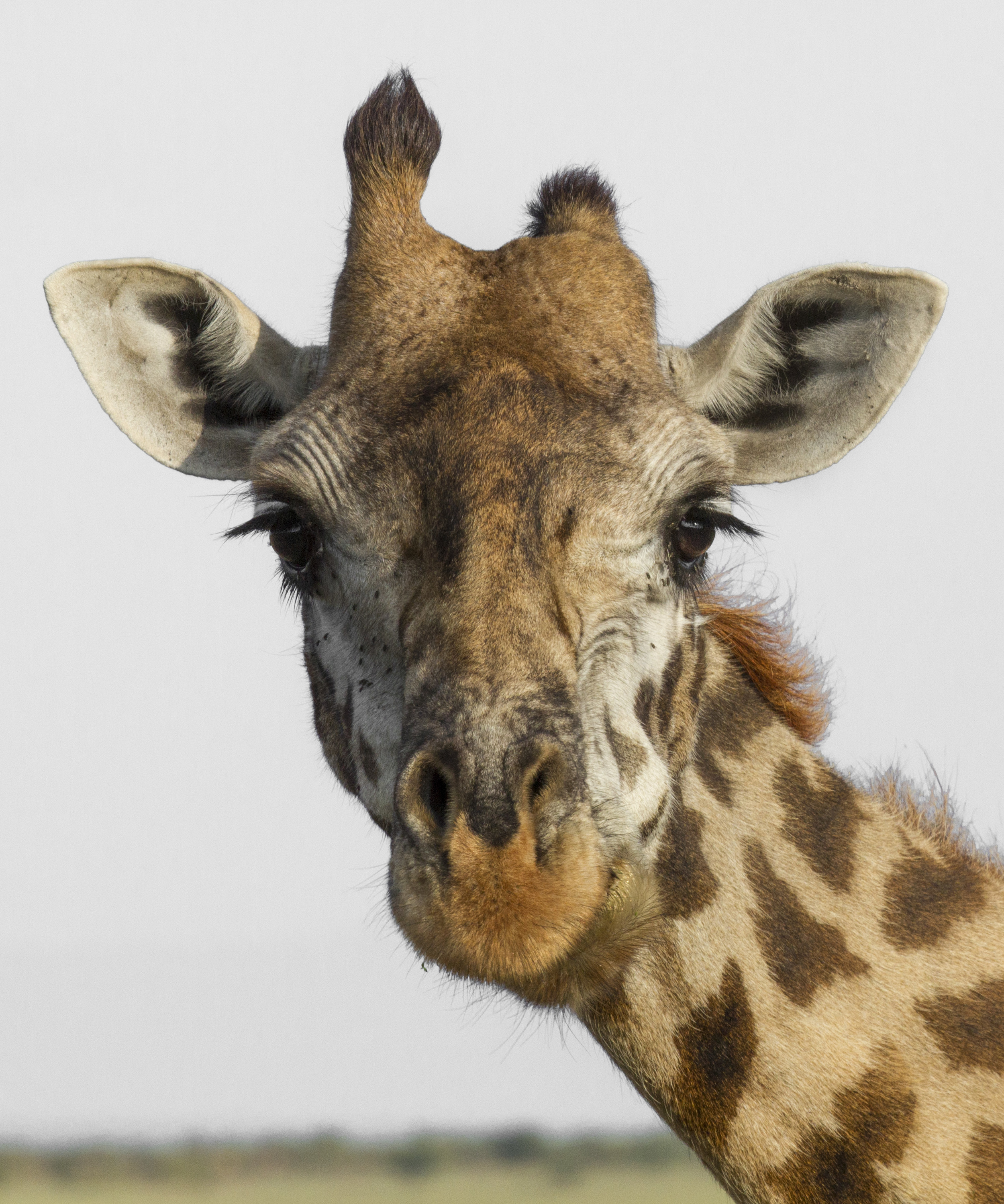 Giraffe with short horn.jpg