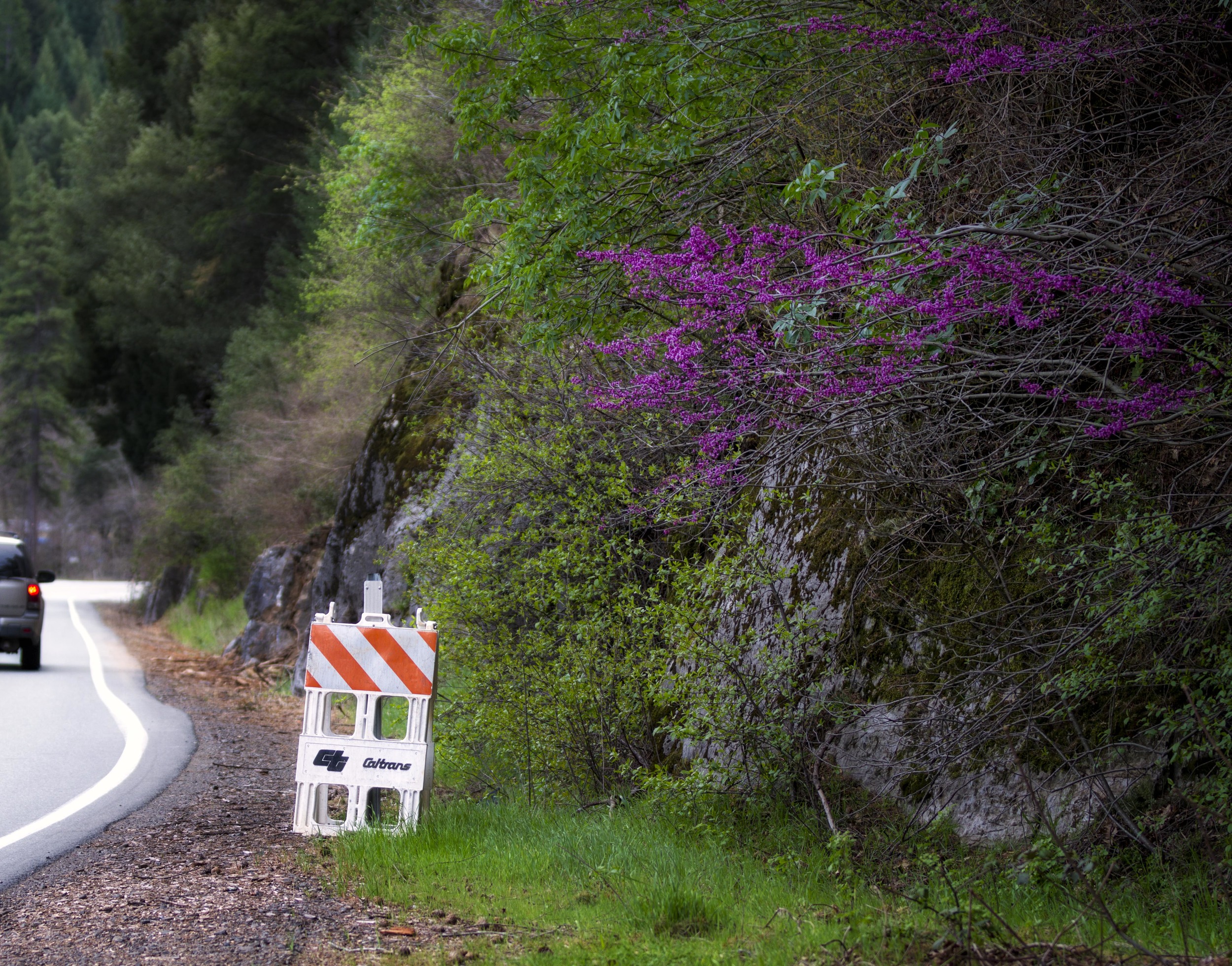 Redbud along the road most traveled