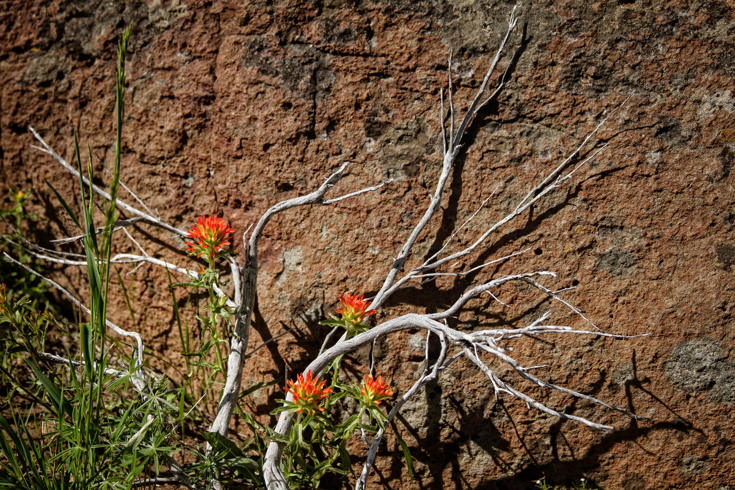 Paintbrush on a rock