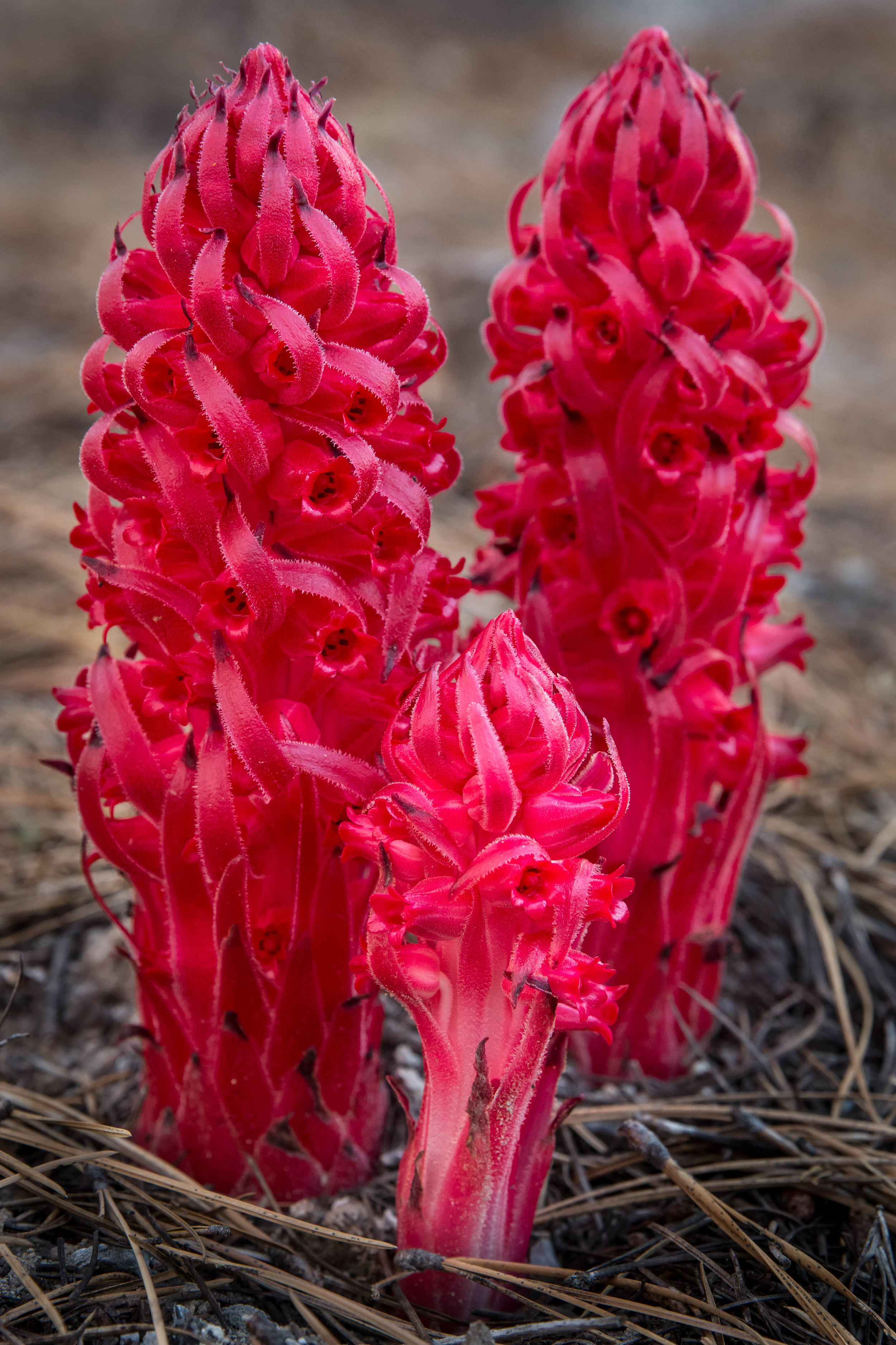 Snow plant trio