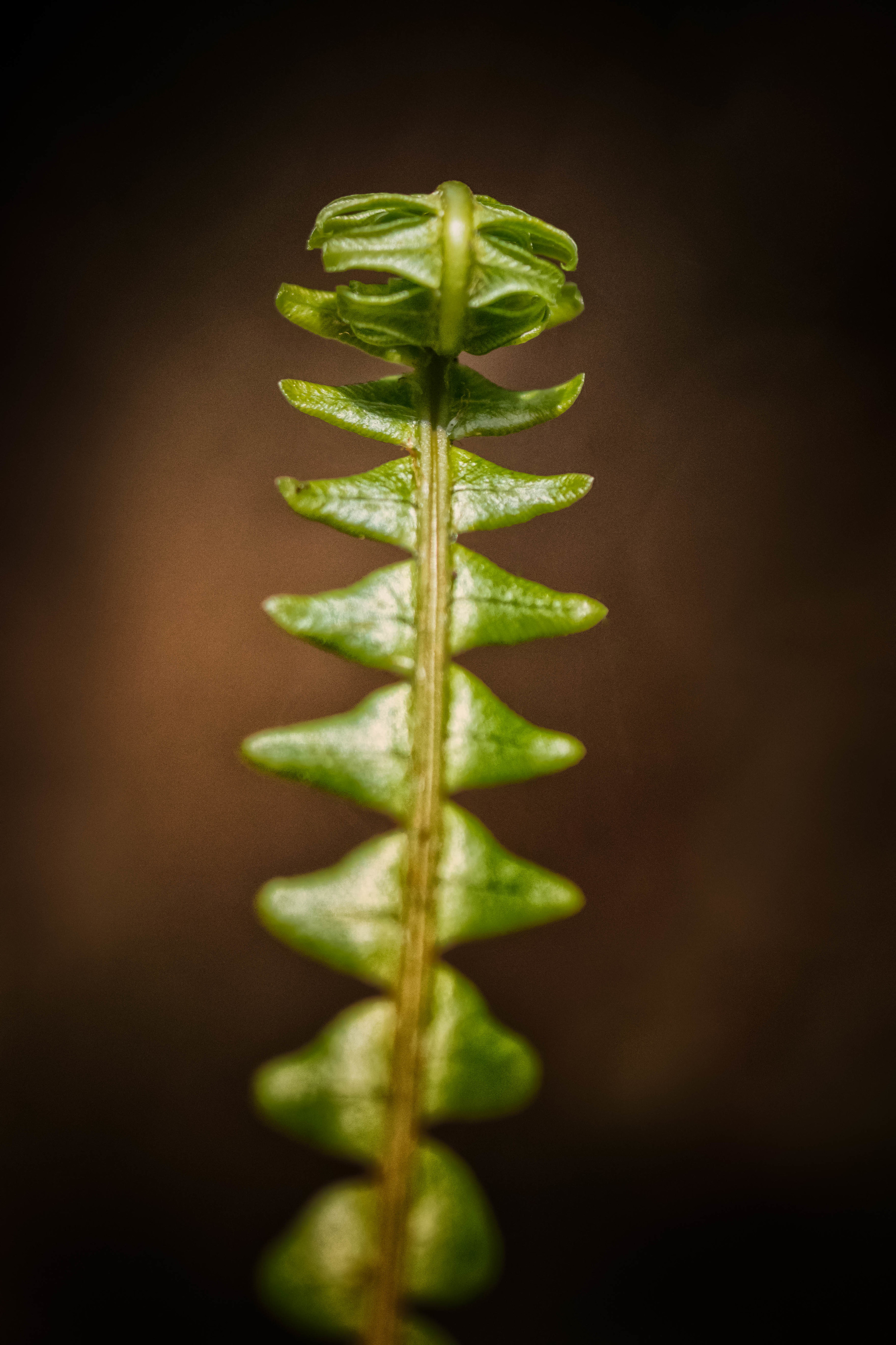 Fern frond unfurls