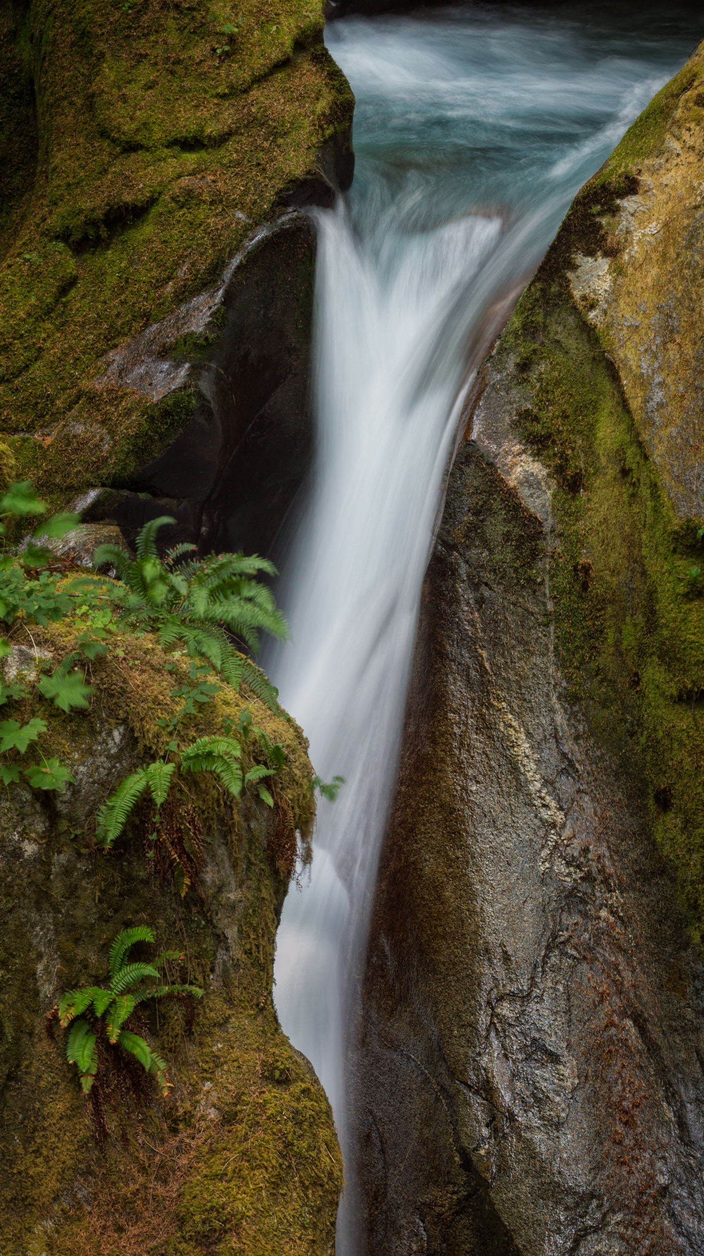 Falls and Ferns