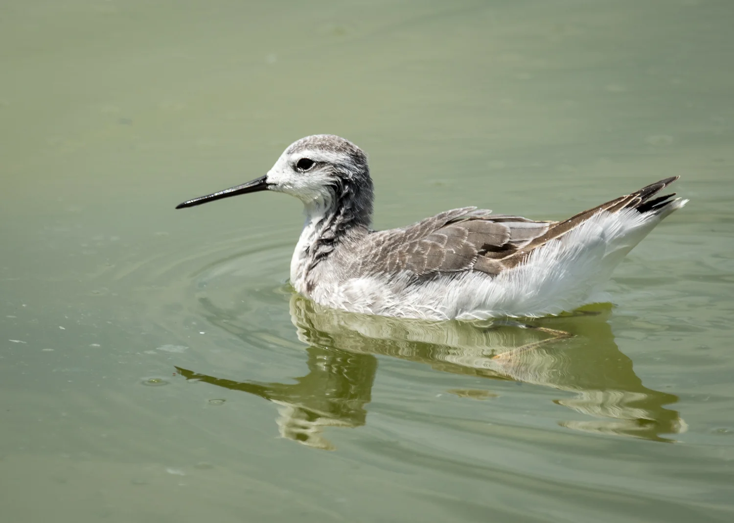 Wilson's phalarope