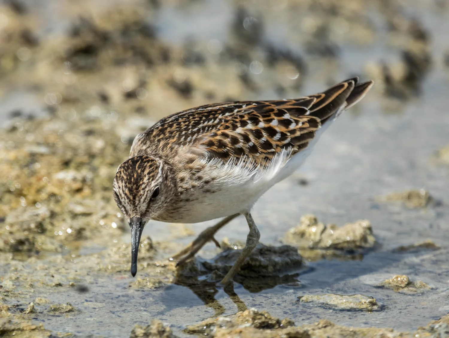Least Sandpiper
