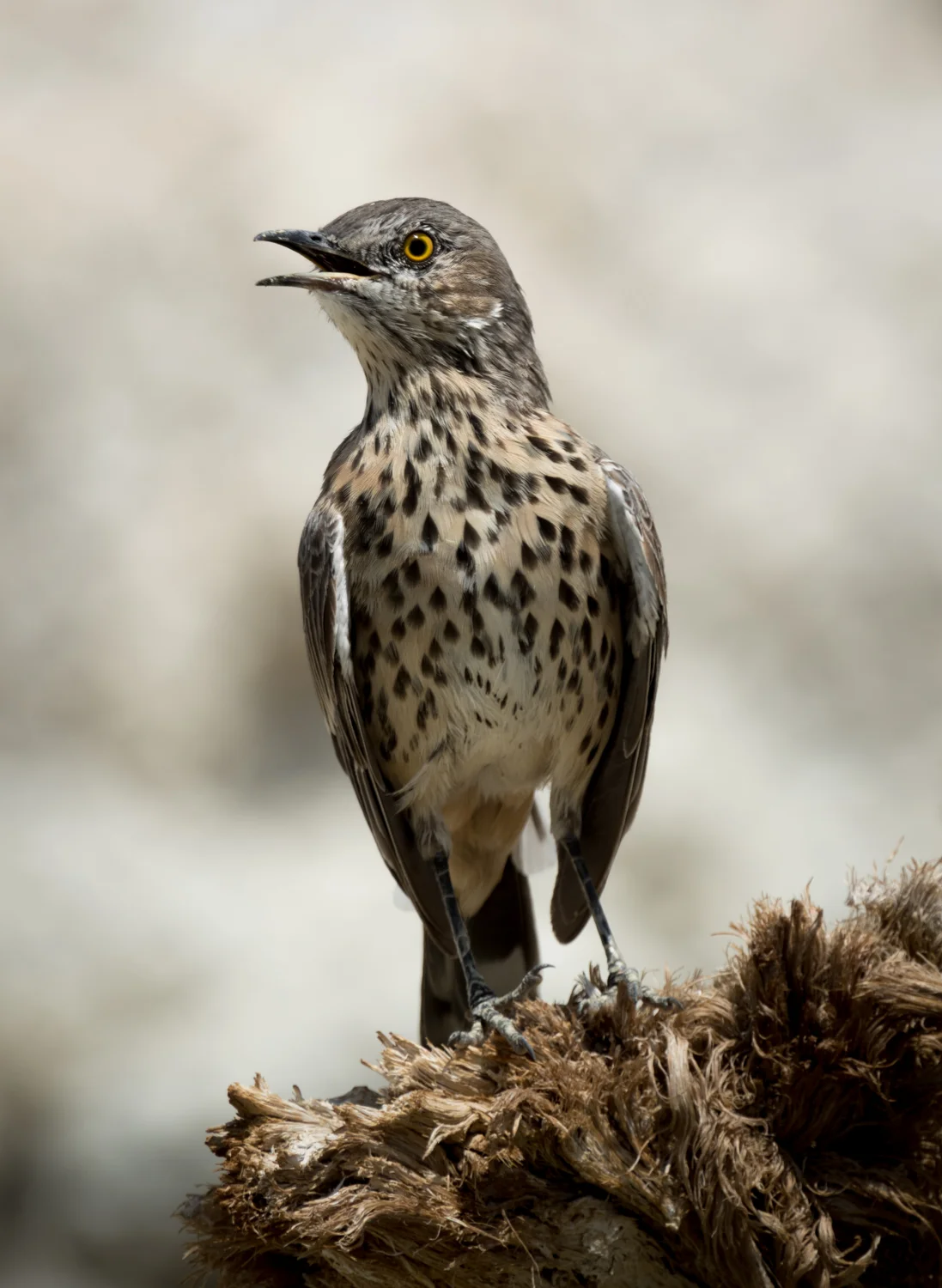 Sage Thrasher