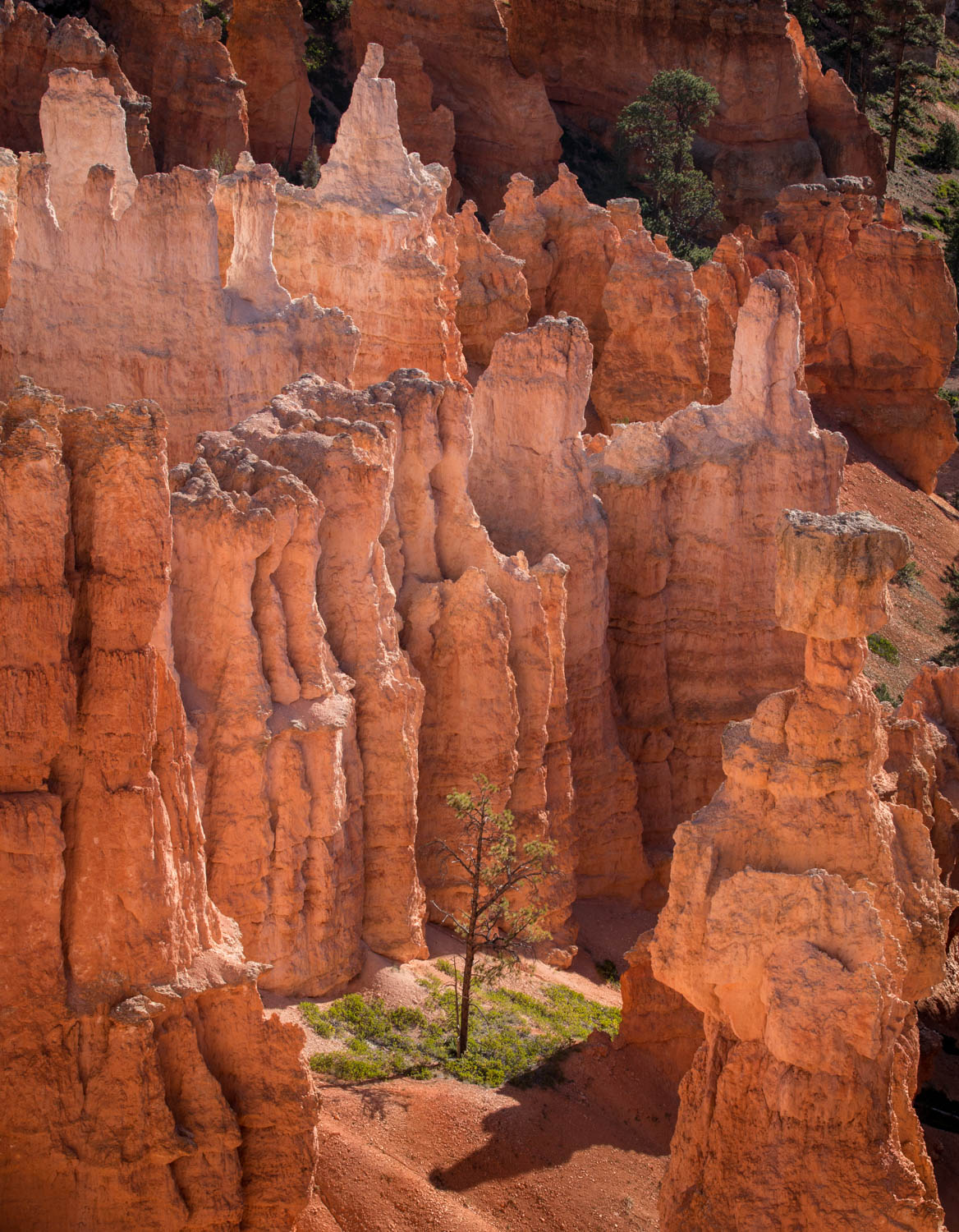 Hoodoos and tree.jpg