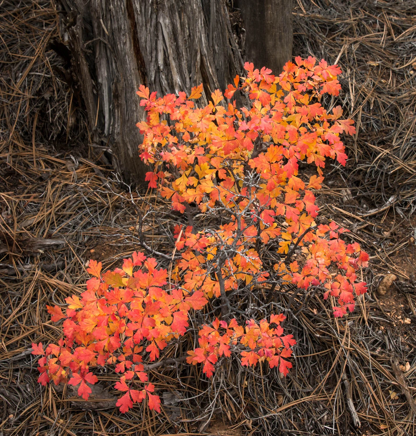 Rhus and needles