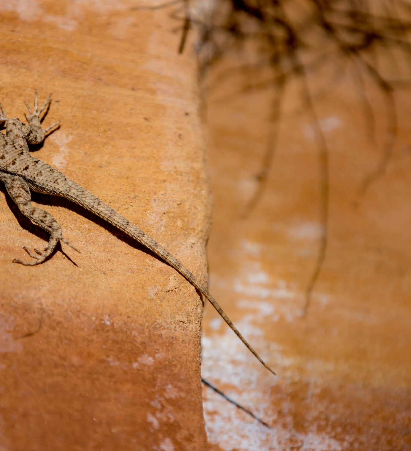 Lizard and rock.jpg