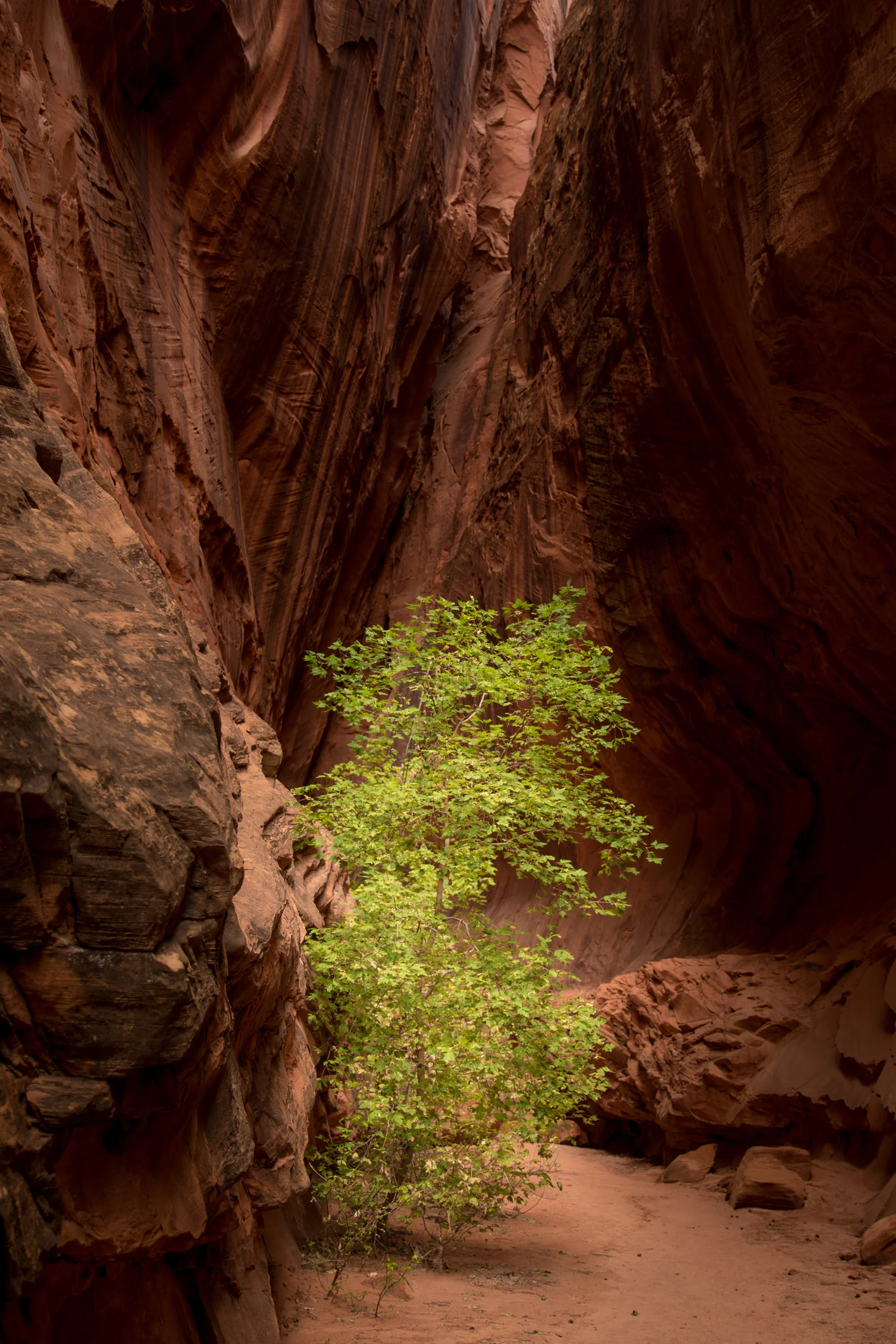 Cottonwood in a slot.jpg