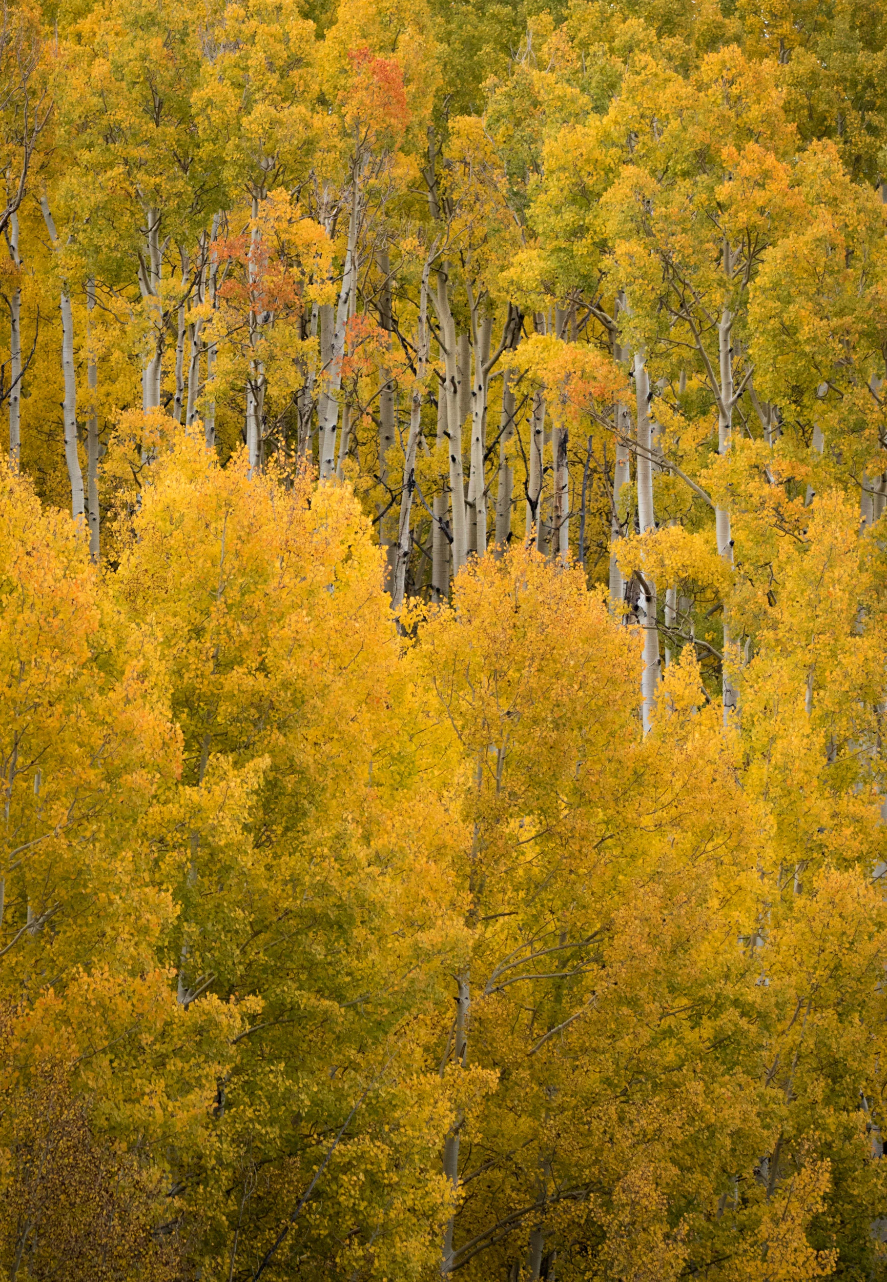 Aspen detail #89.jpg