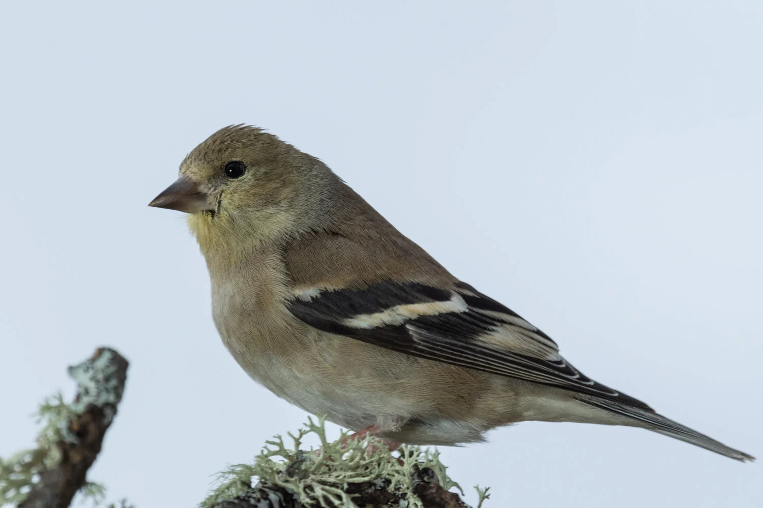 American goldfinch