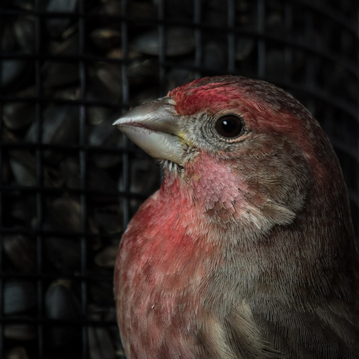 House finch