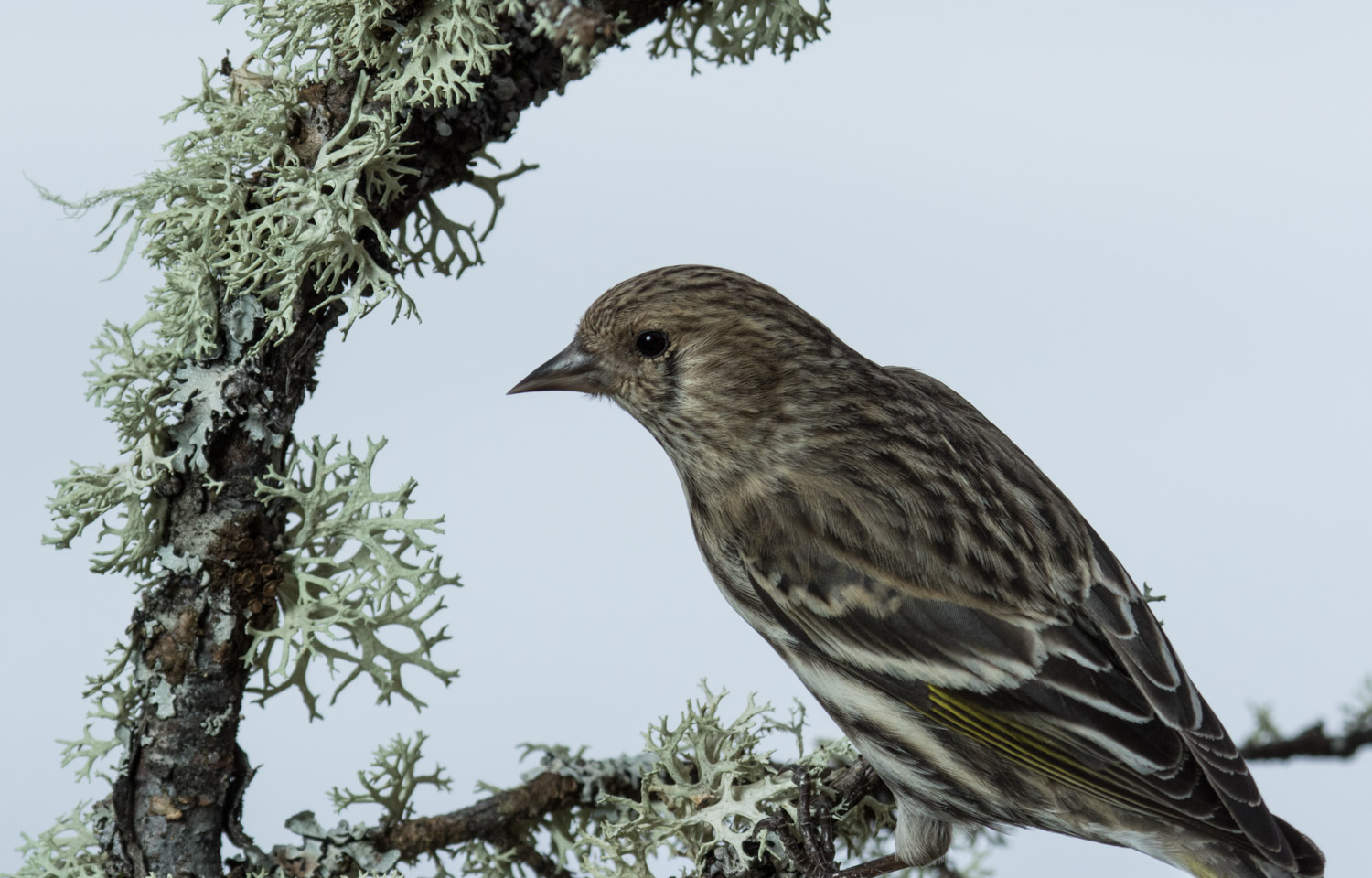 Pine siskin