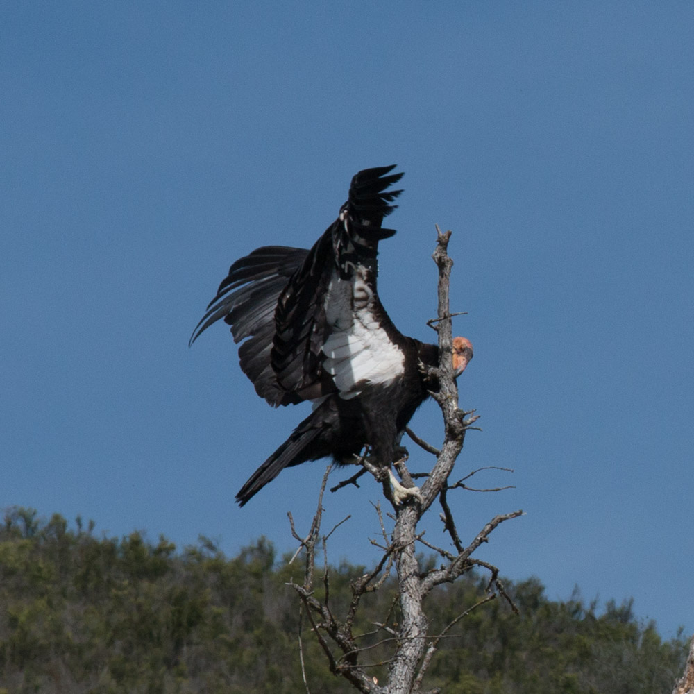 Climbing condor-1.jpg