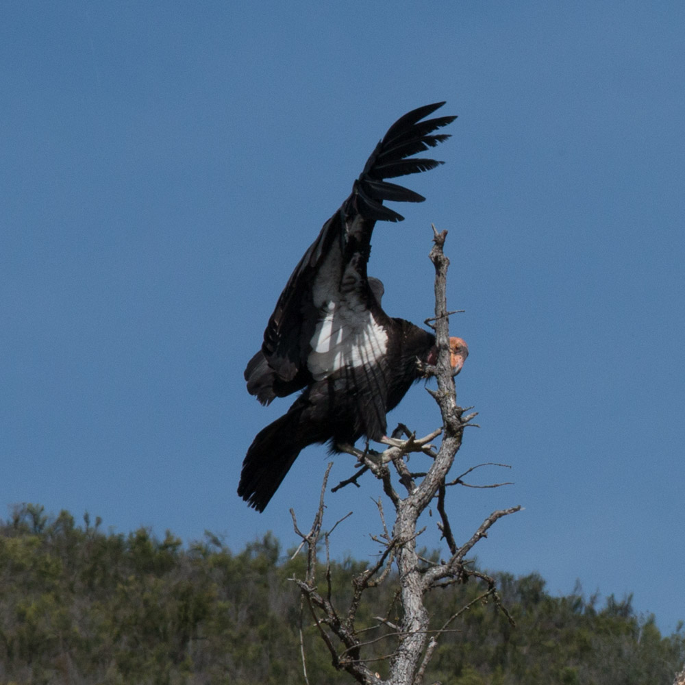 Climbing condor-2.jpg