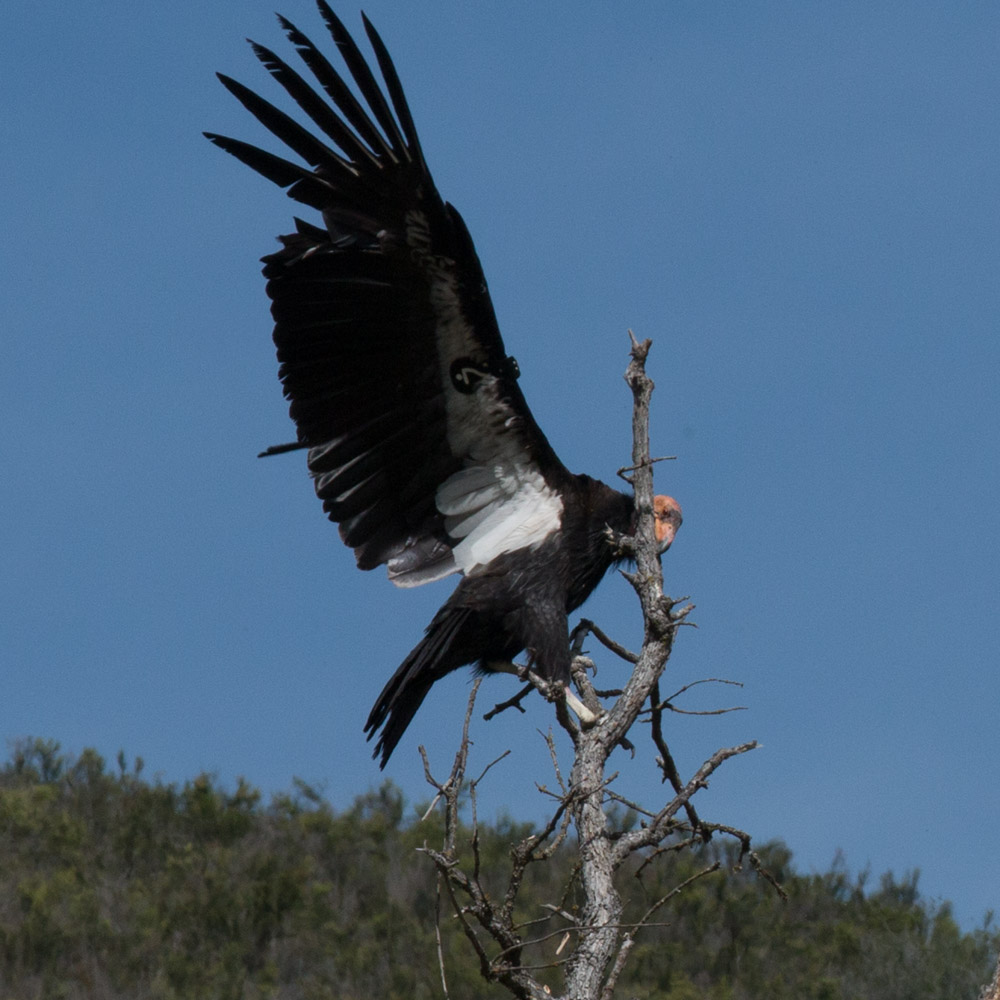 Climbing condor-3.jpg