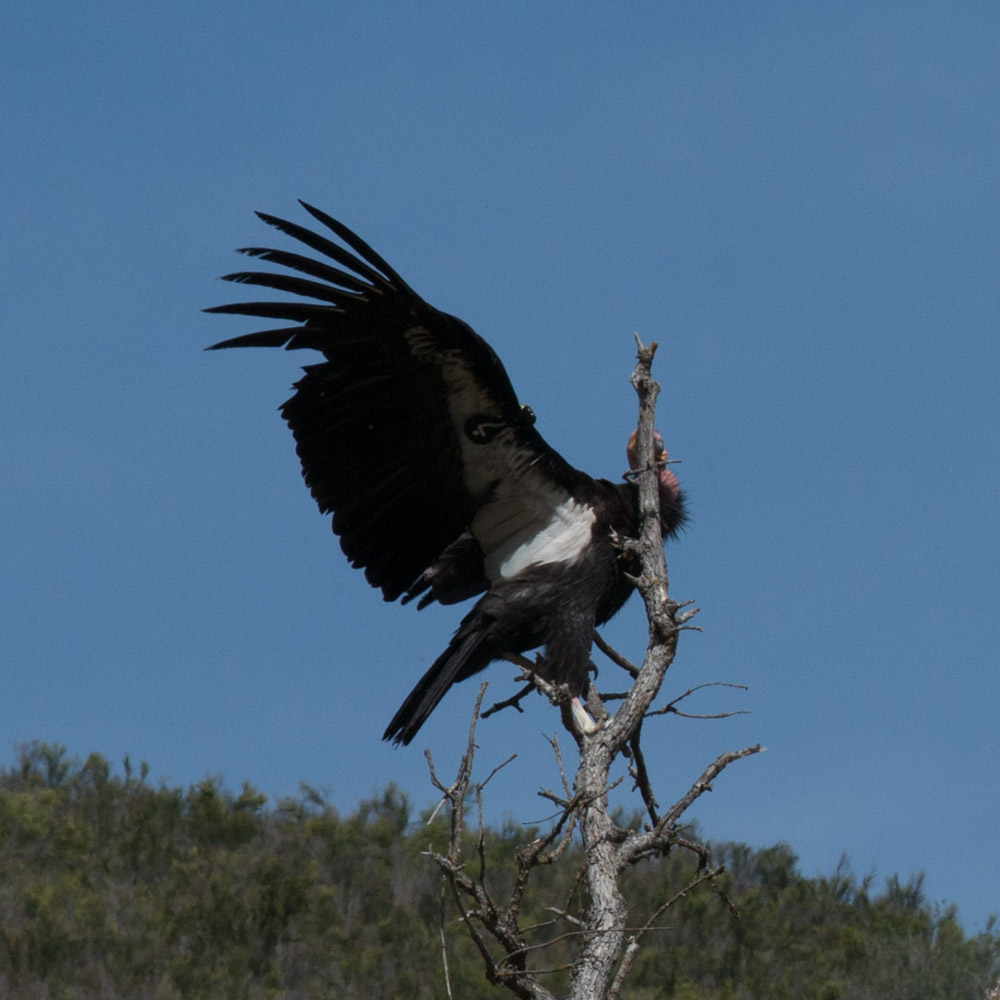 Climbing condor-4.jpg