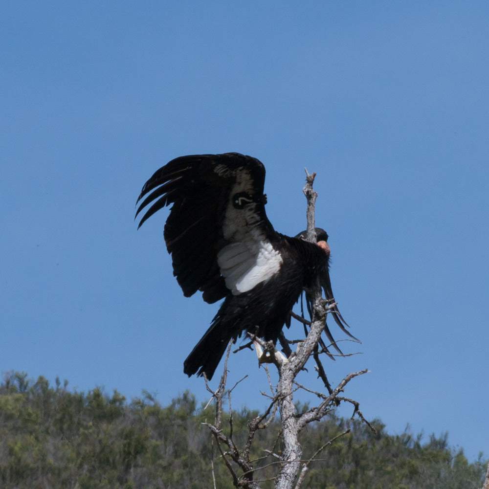 Climbing condor-6.jpg