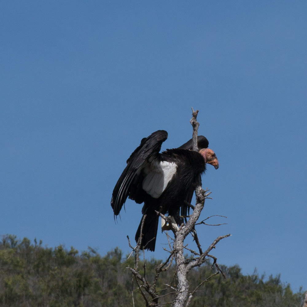 Climbing condor-7.jpg
