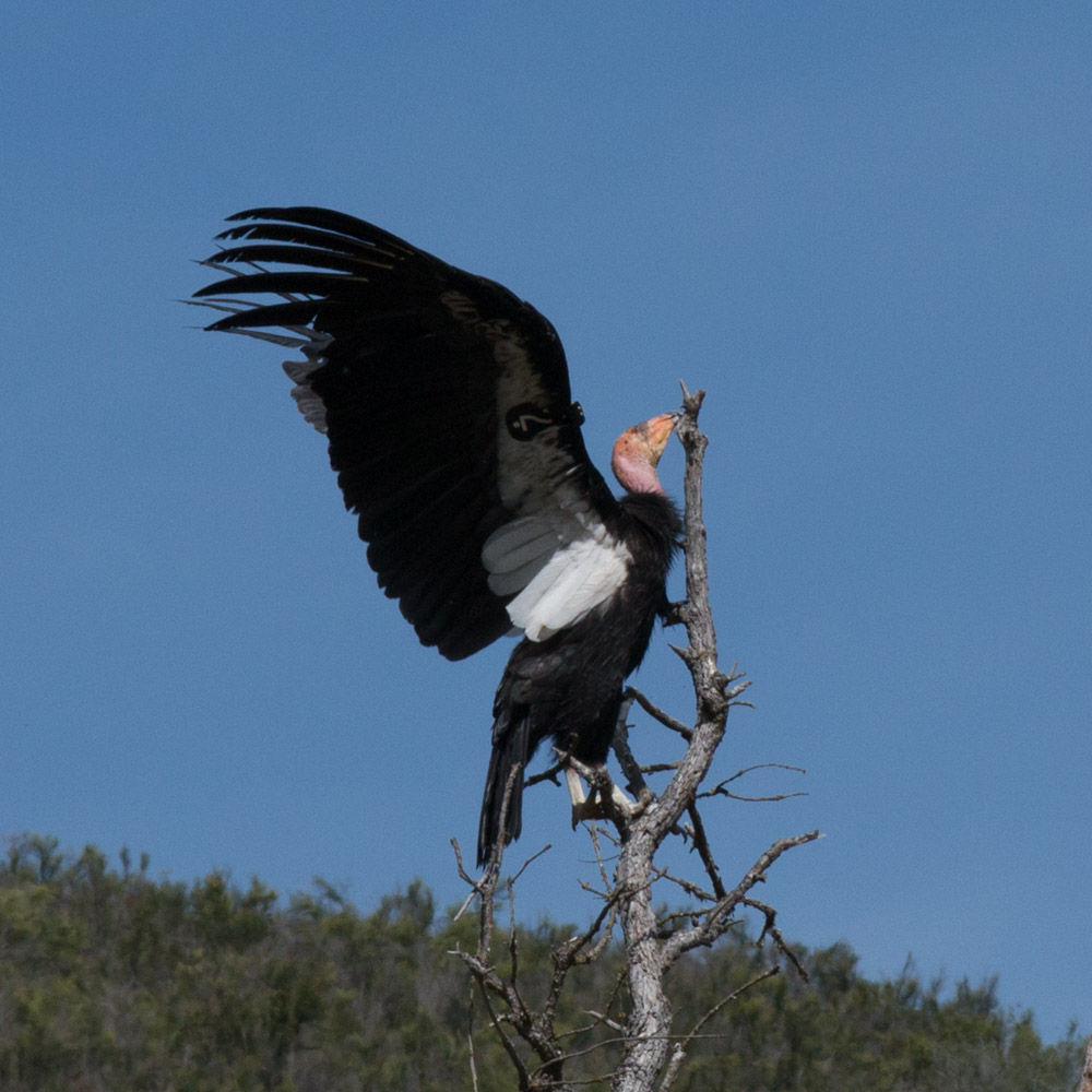 Climbing condor-8.jpg