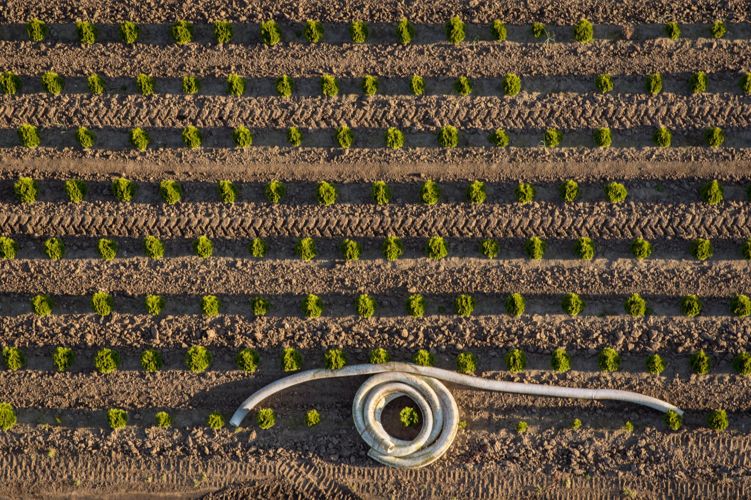 Seedlings and hose.jpg