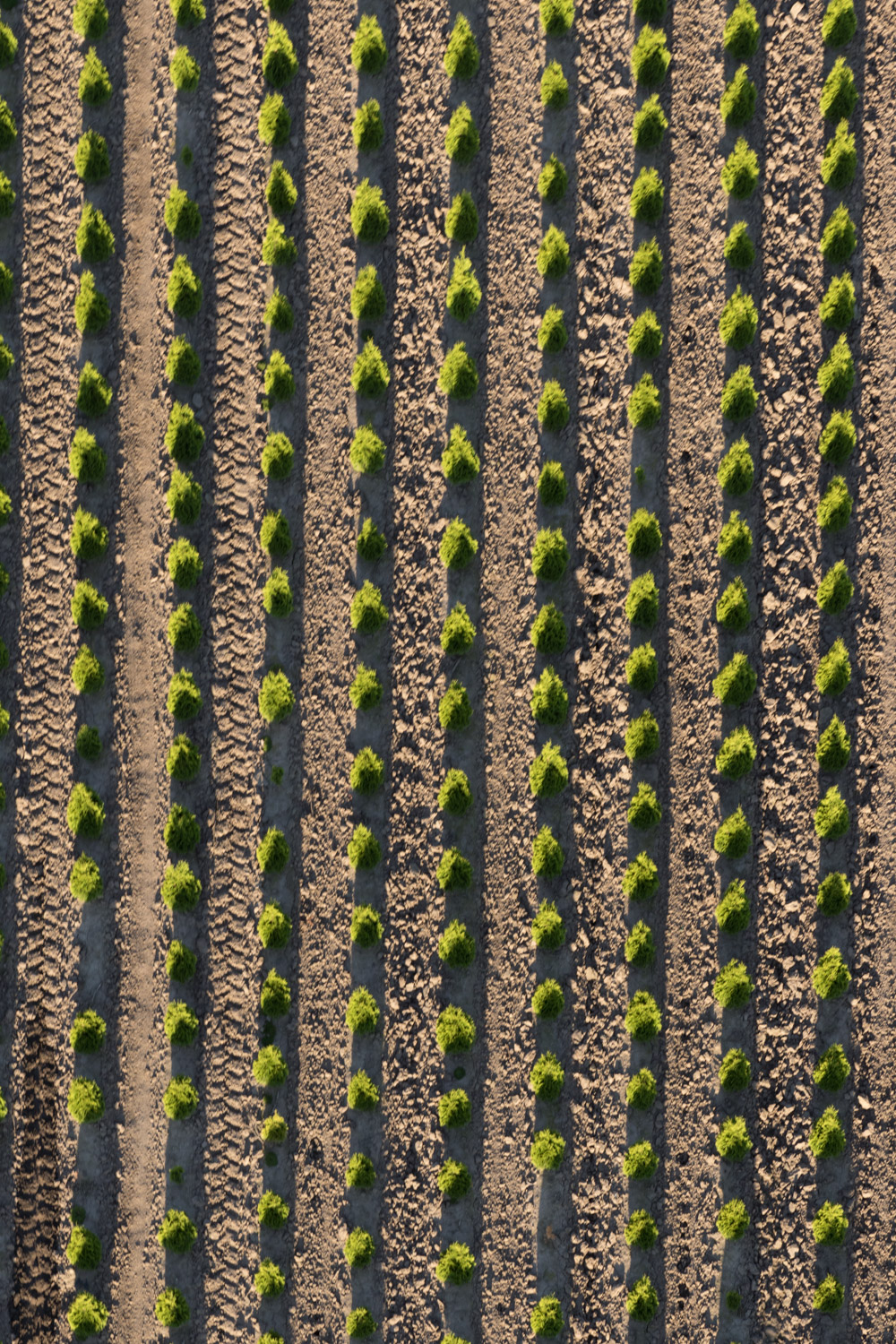 tree rows.jpg