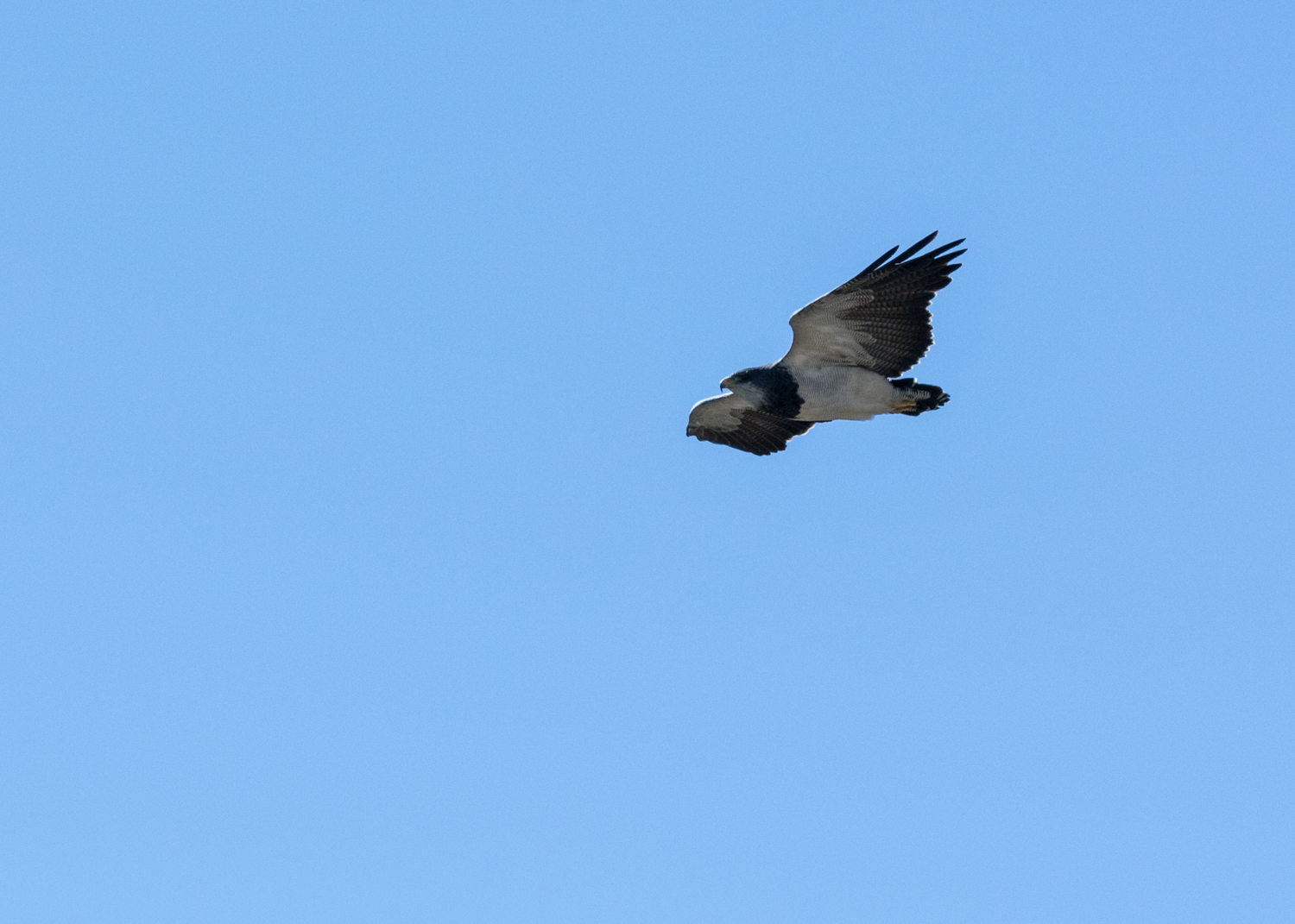 Black-chested Buzzard Eagle
