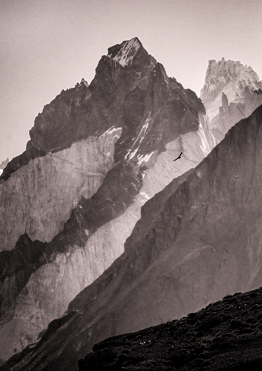 Andean Condor soars near one of the Torres