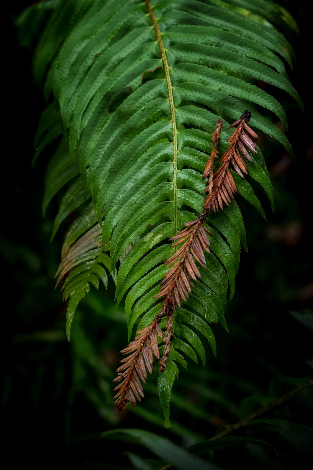 Embrace of Ancients The redwood twig provided shade for the fern. Both are remnants of an ancient world. I like the contrast of the brown twig with the green fern. All the lines in the twig and the fern leaf that mirror each other, are nice too.