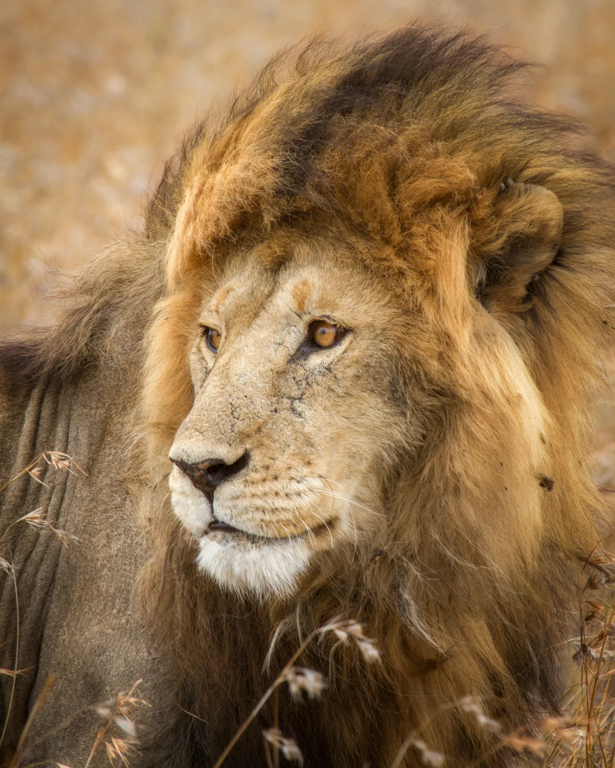 King of the Plain An African Lion gazes out of frame. What does he see? Lunch? An interloper he is going to go chase away? The future? Yes I also like the texture. I am a sucker for a good texture.