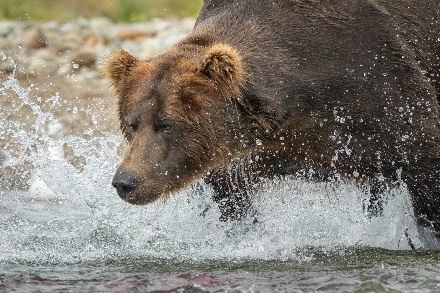 Focused There is no doubt what the gaze of this Alaskan Brown Bear is focused on. Lunch. Sushi. Salmon. I didn’t realize it until I started this exercise but so many of my favorite animal images have the animal looking out the left side of the frame. Don’t know, don’t want to know, what that might mean about me.
