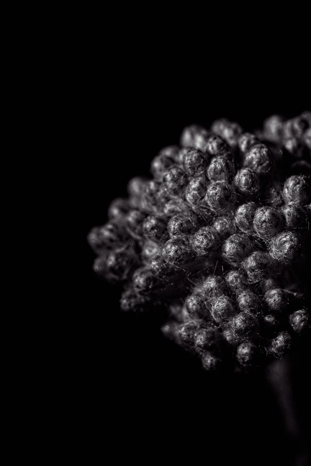 Yarrow bud.jpg