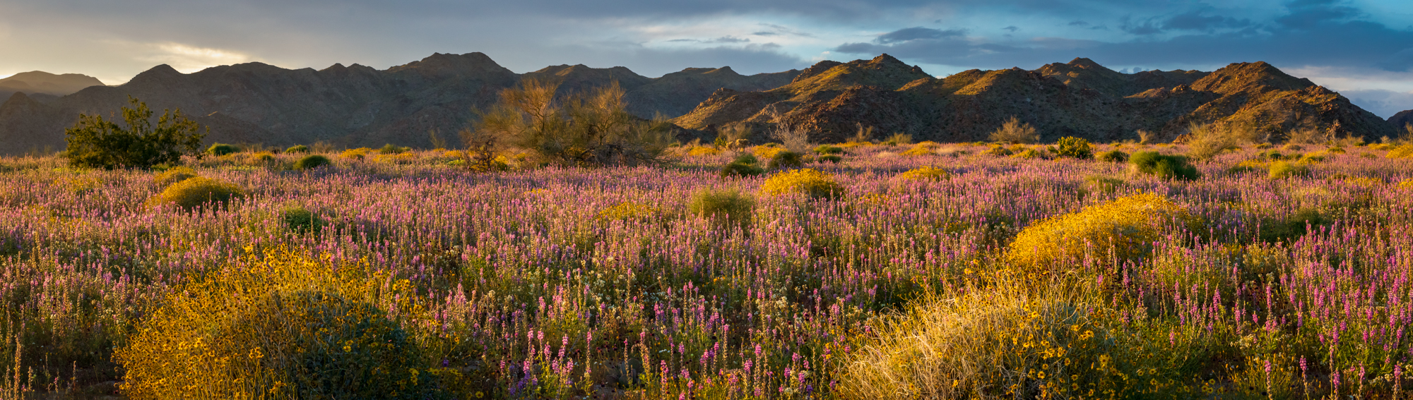 Joshua Tree blooms.jpg