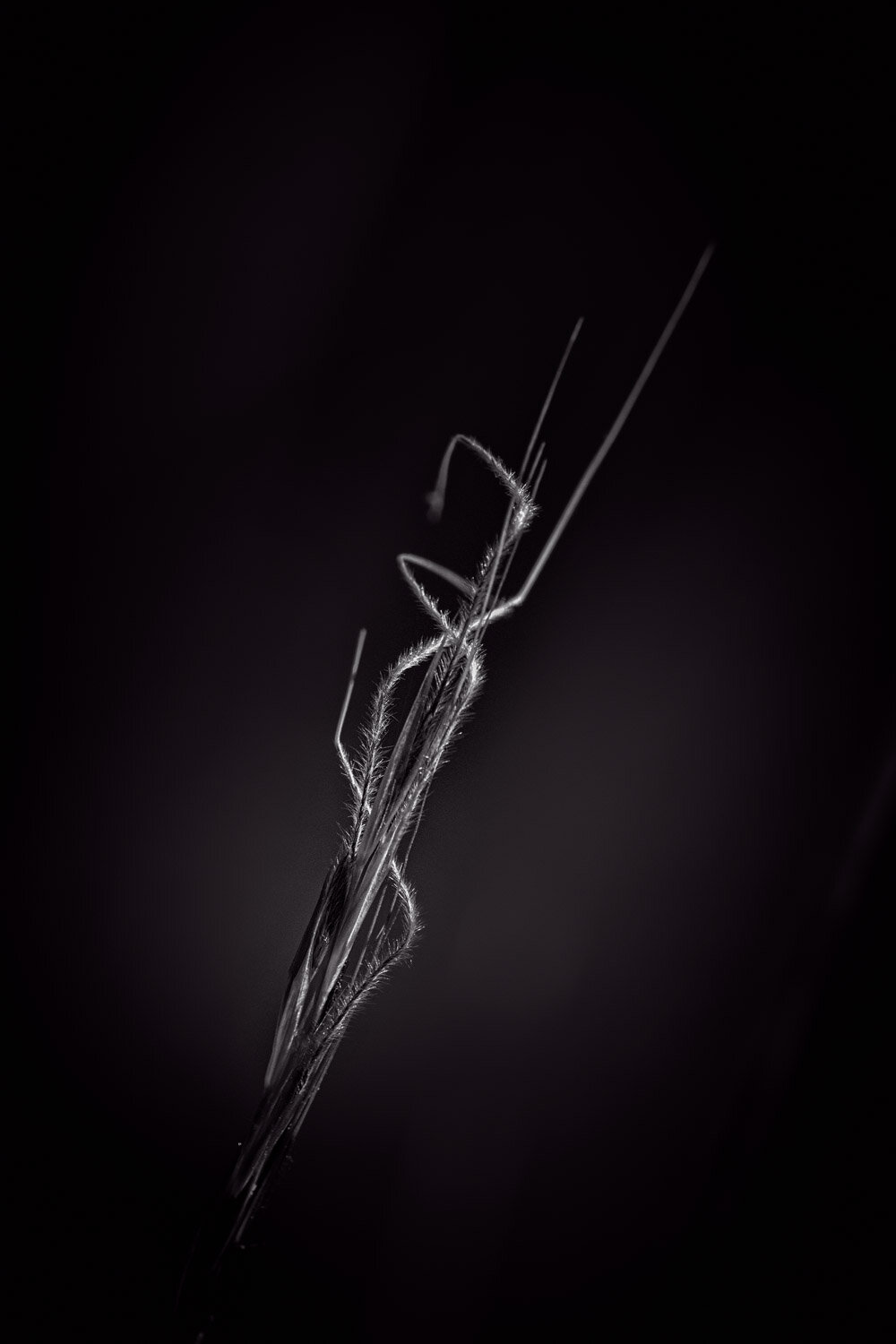 Twisted Awns