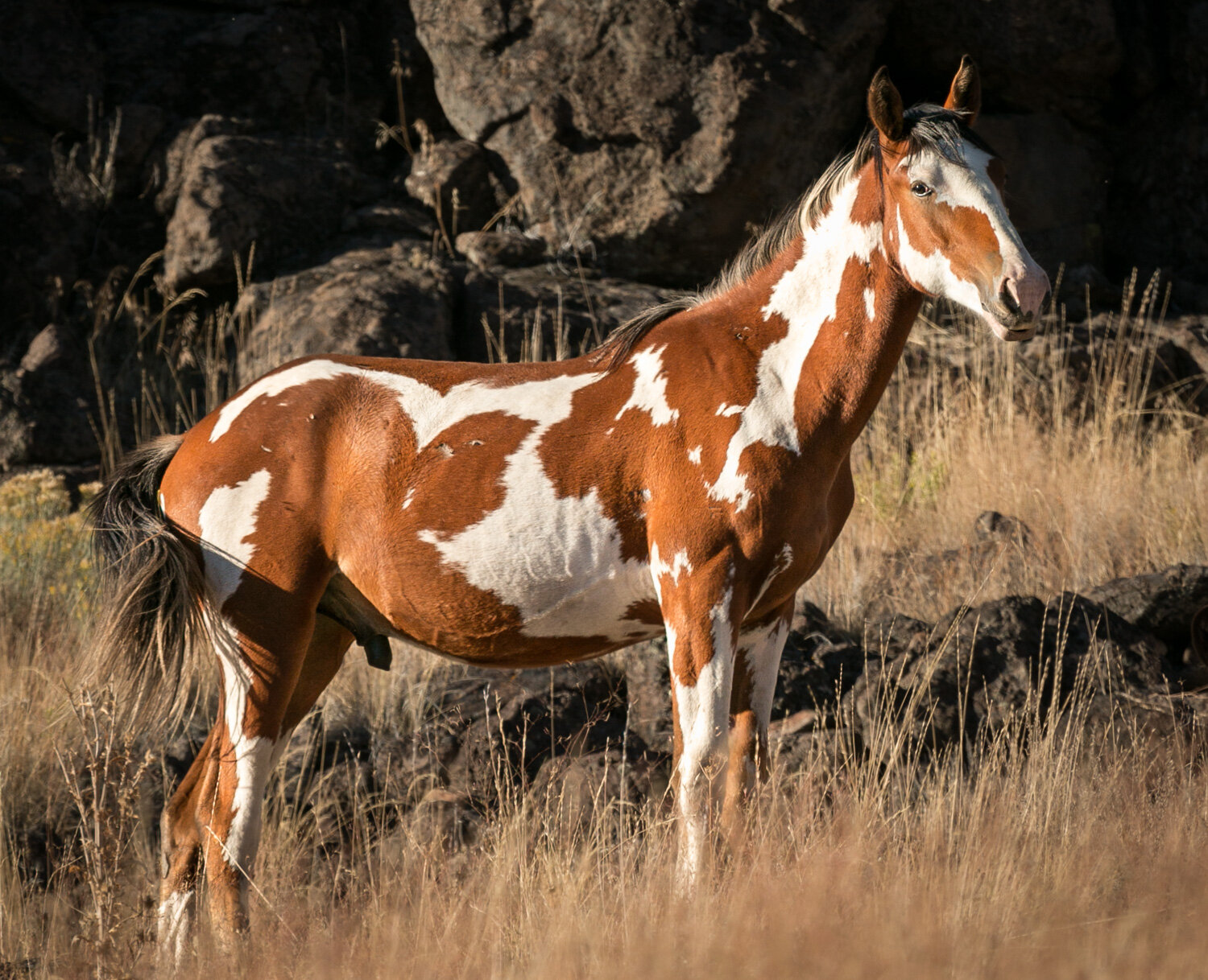 Steens Stallion