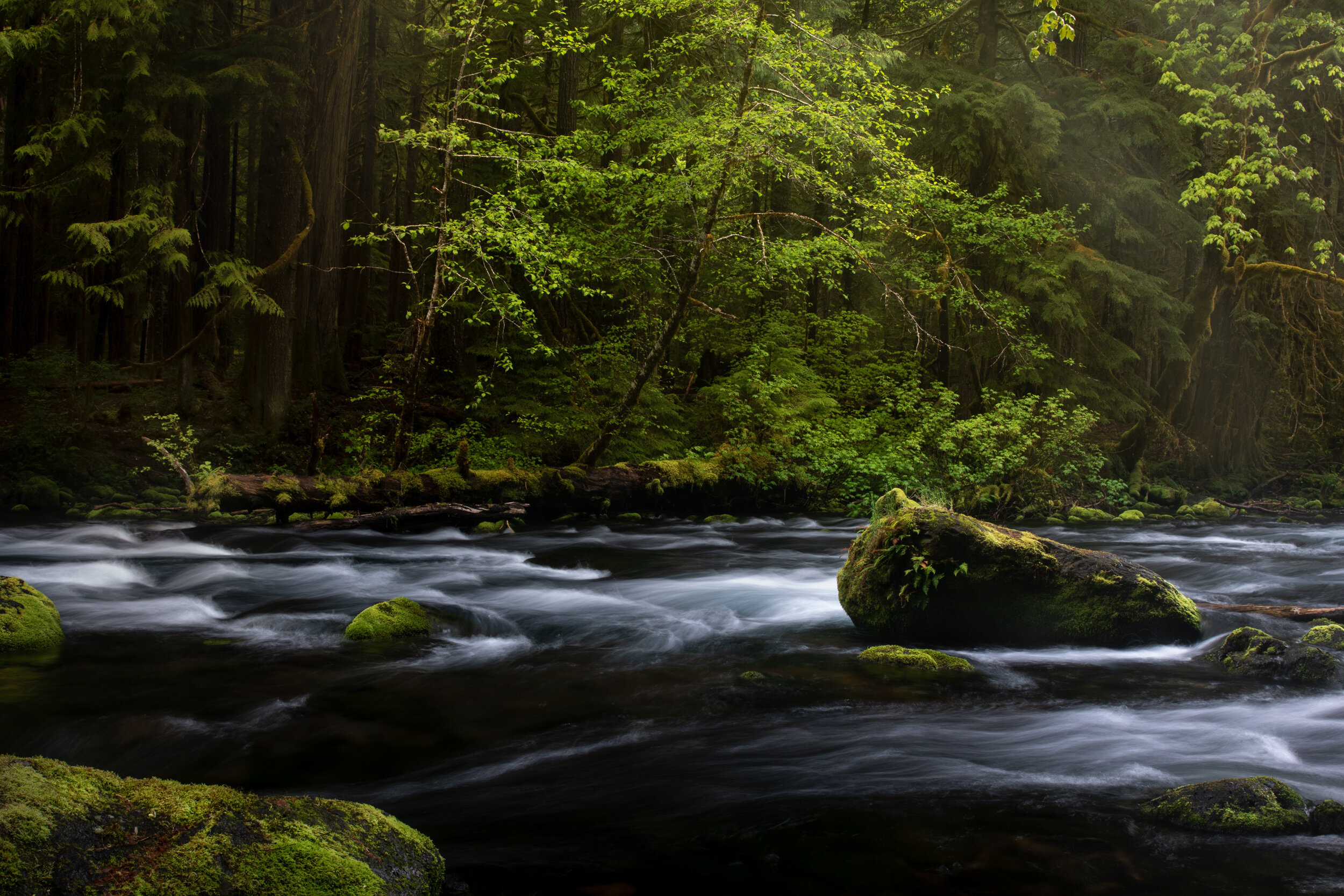 Springtime on the McKenzie River