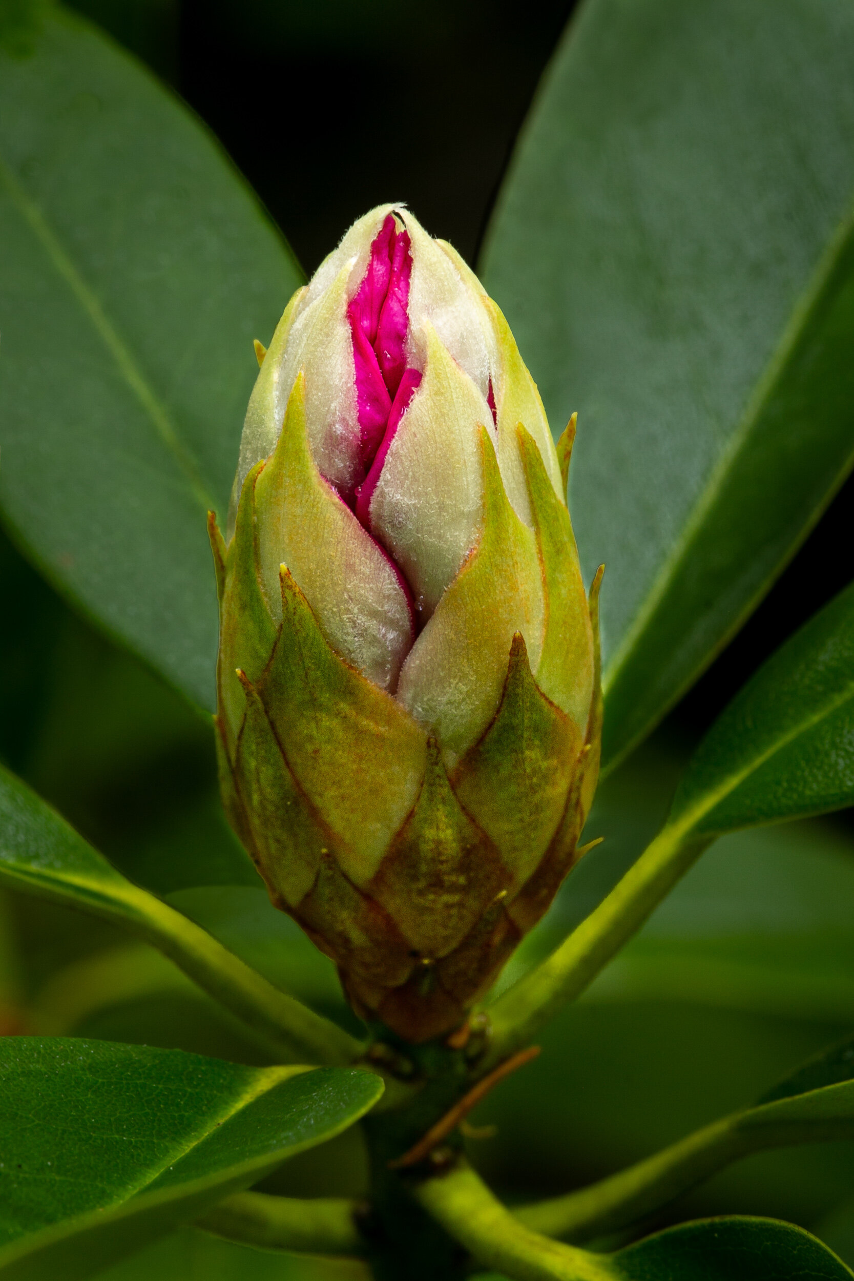 Breaking Bud.jpg