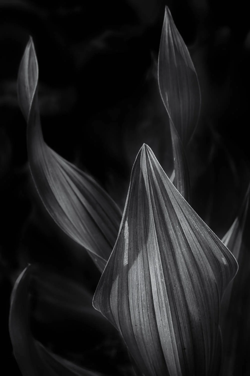 Wetland leaves #26