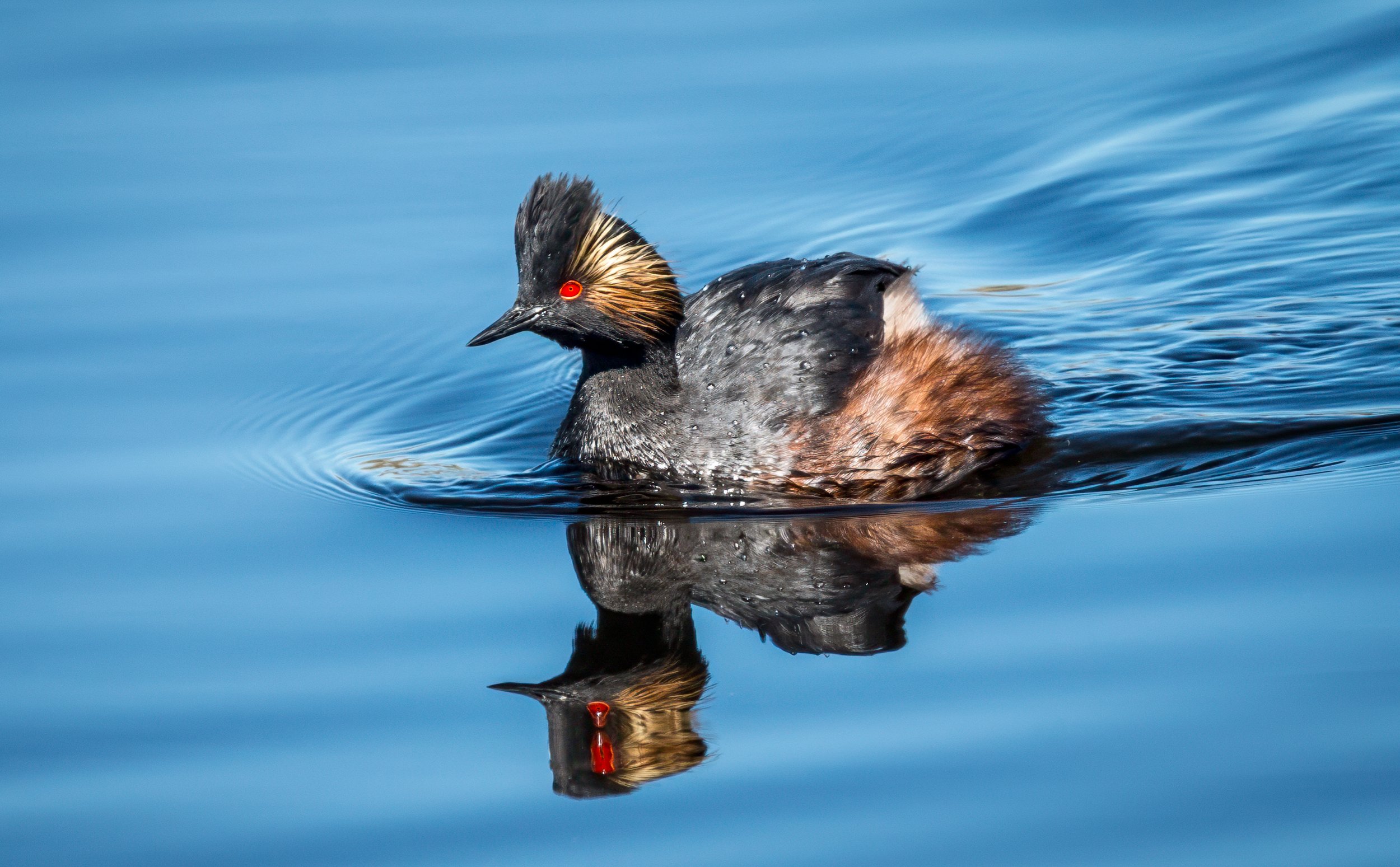 Eared Grebe
