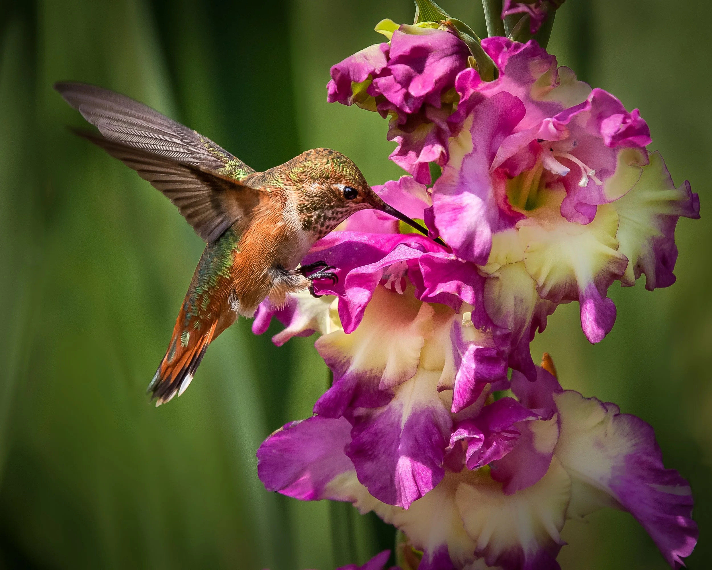 Glad Rufous Hummingbird