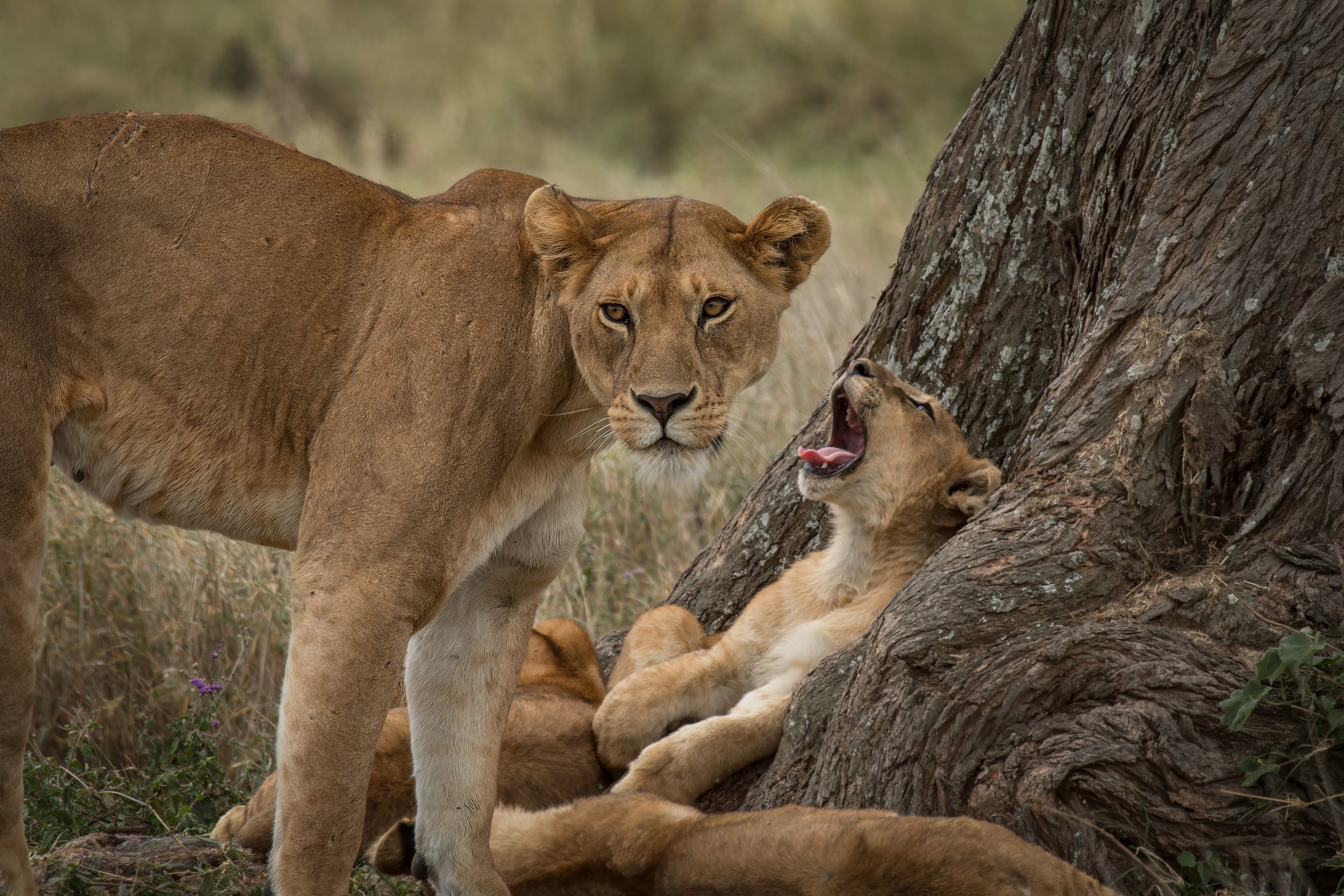 Yawning Cub