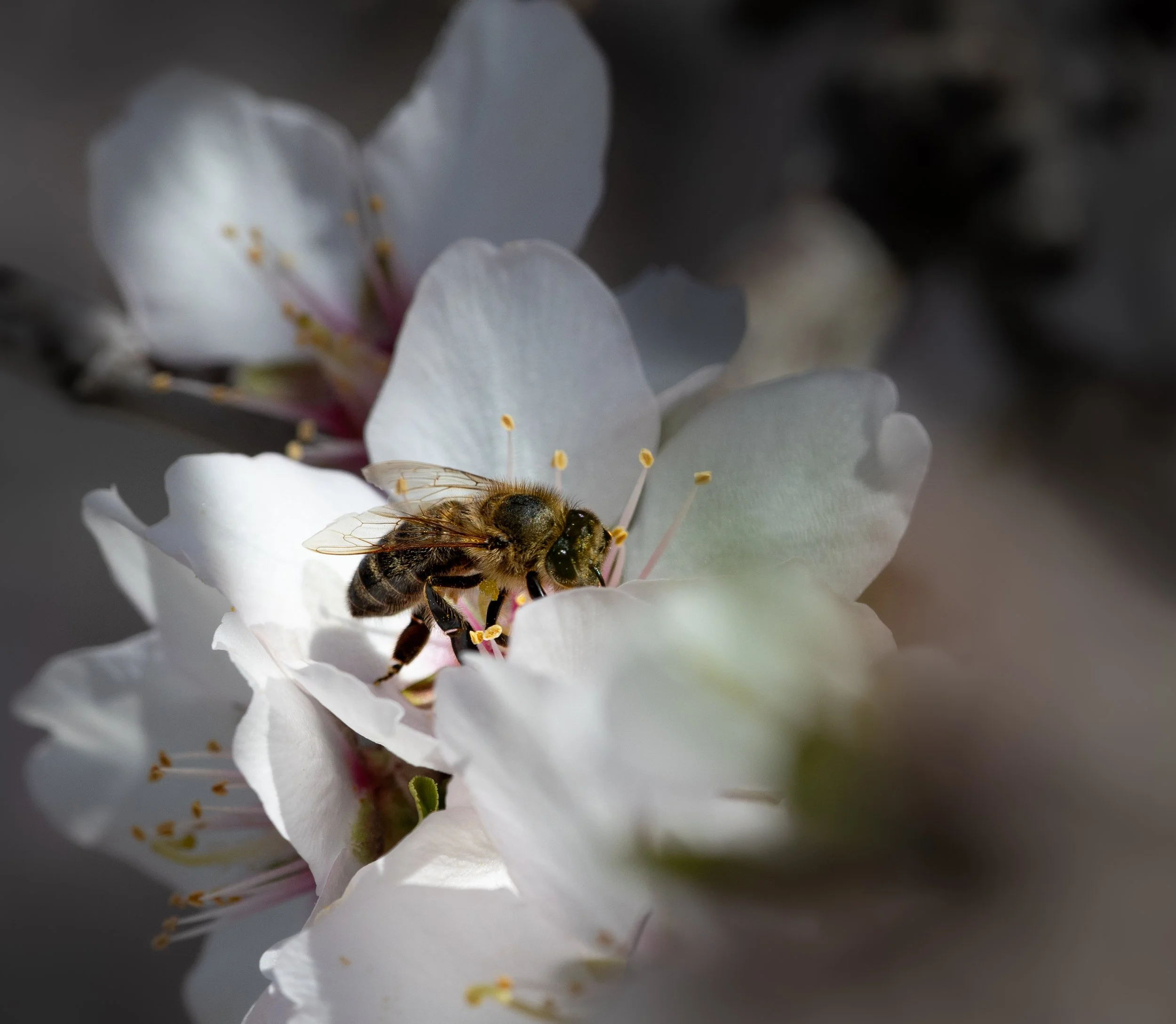 Almond Bee