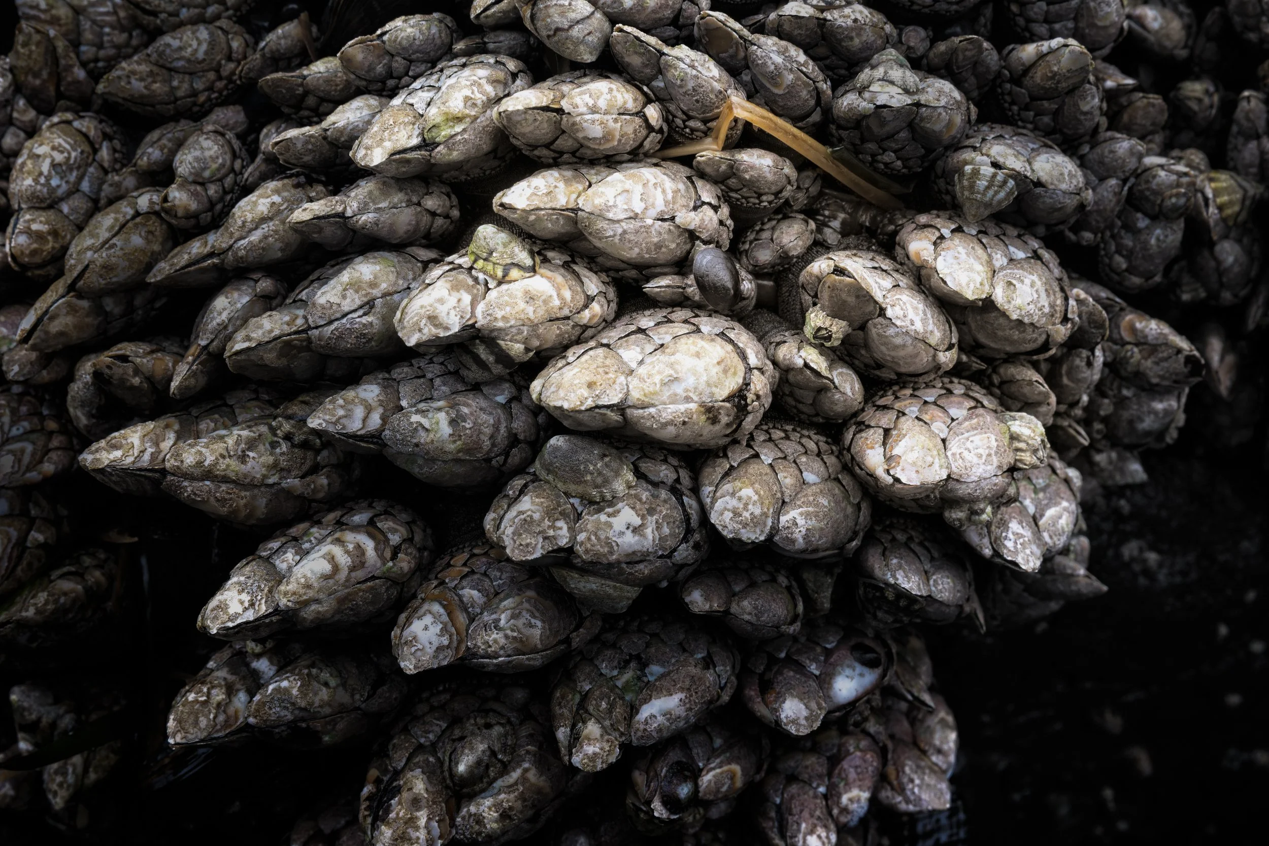 Barnacles and Limpets